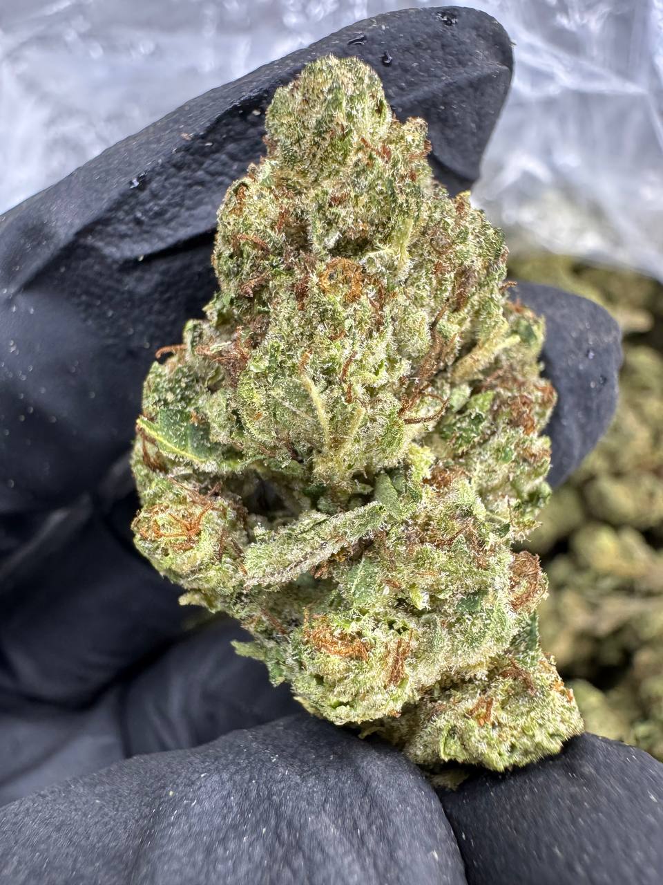 THCA Flower: Biscotti | Sungrown Top Cut