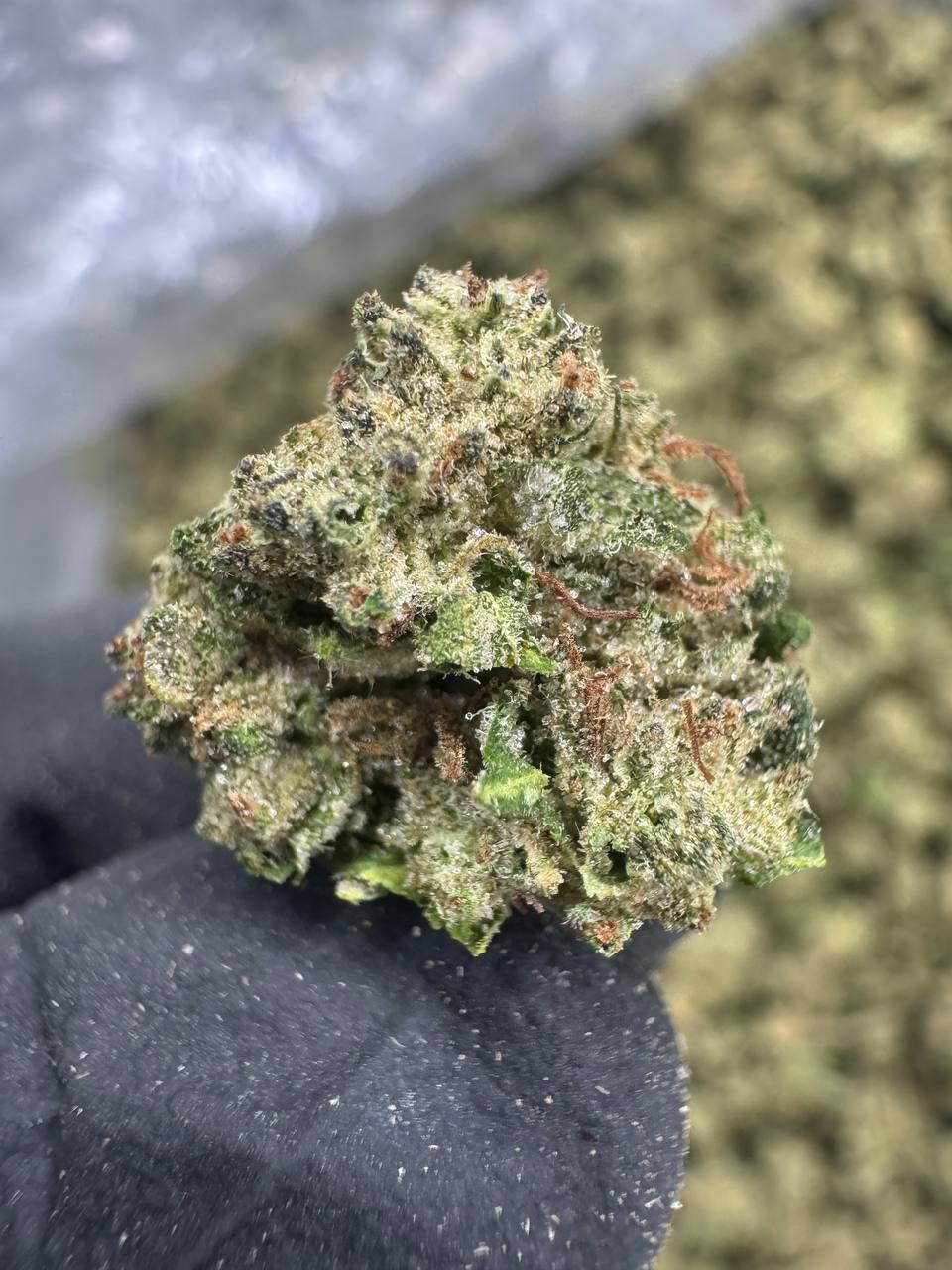 THCA Flower: Apples and Bananas | Greenhouse Gold Nuggets