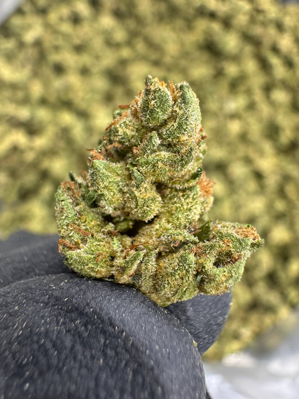 THCA Flower: Pineapple Express | Sungrown Gold Nuggets