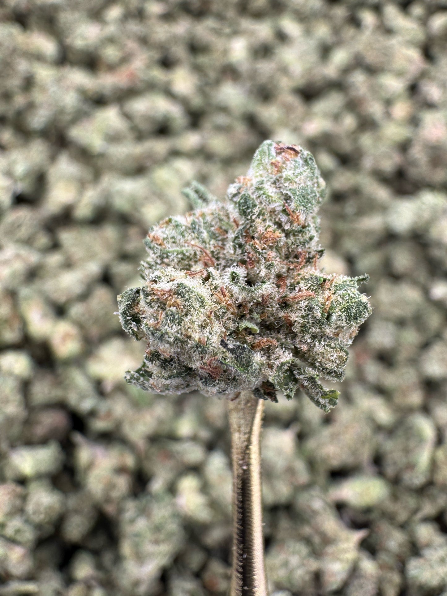 THCA Flower: Animal Mints | Greenhouse Gold Nuggets