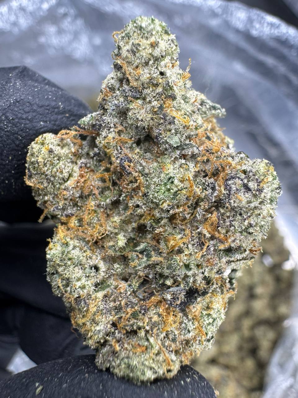 THCA Flower: Apple Scotti | Indoor Top Cut Exotic