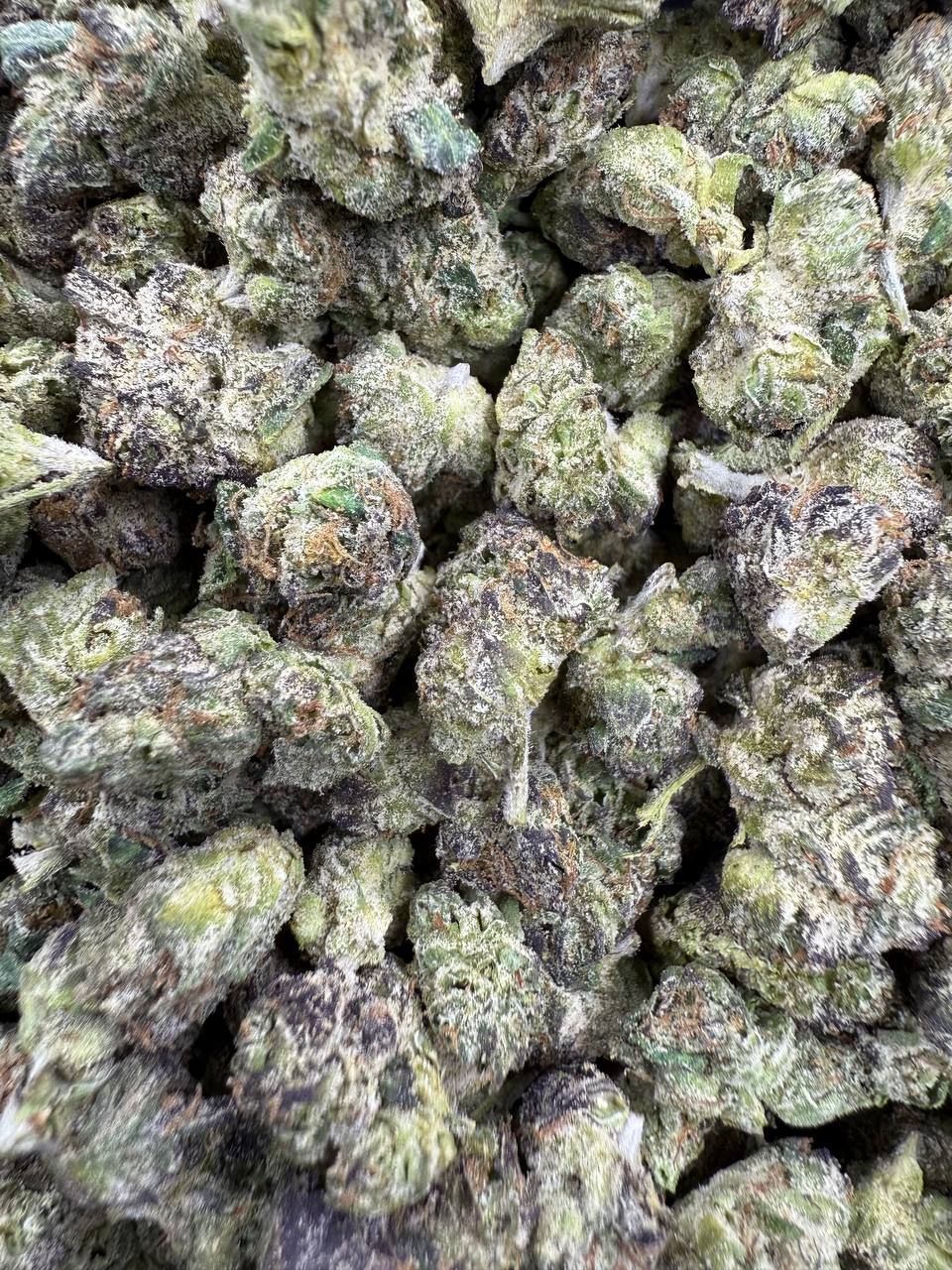 THCA Flower: Bacio Gelato | Indoor Gold Nuggets Exotic