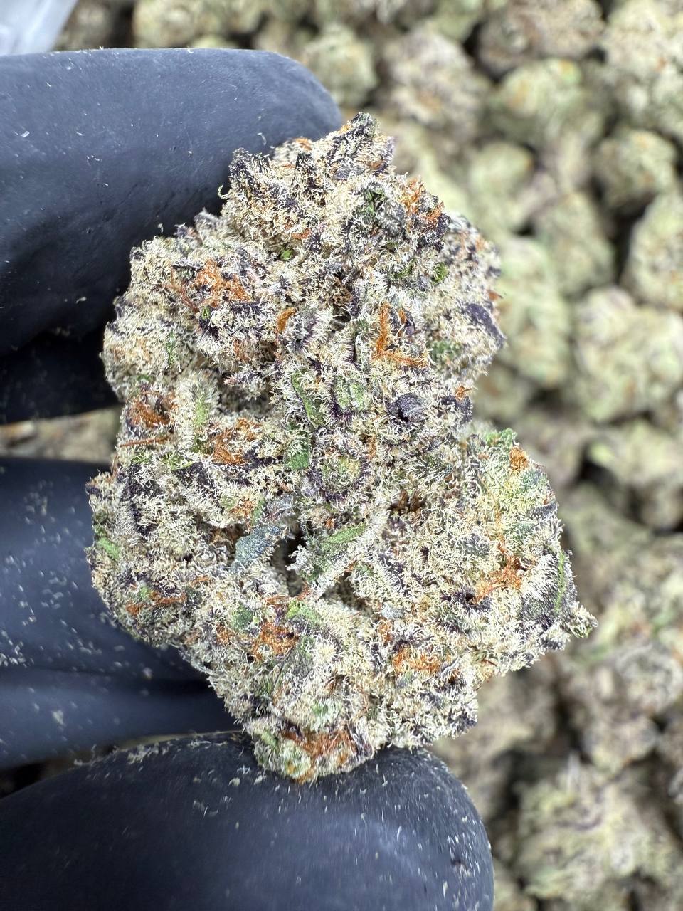 THCA Flower: Black Amber | Indoor Top Cut Exotic