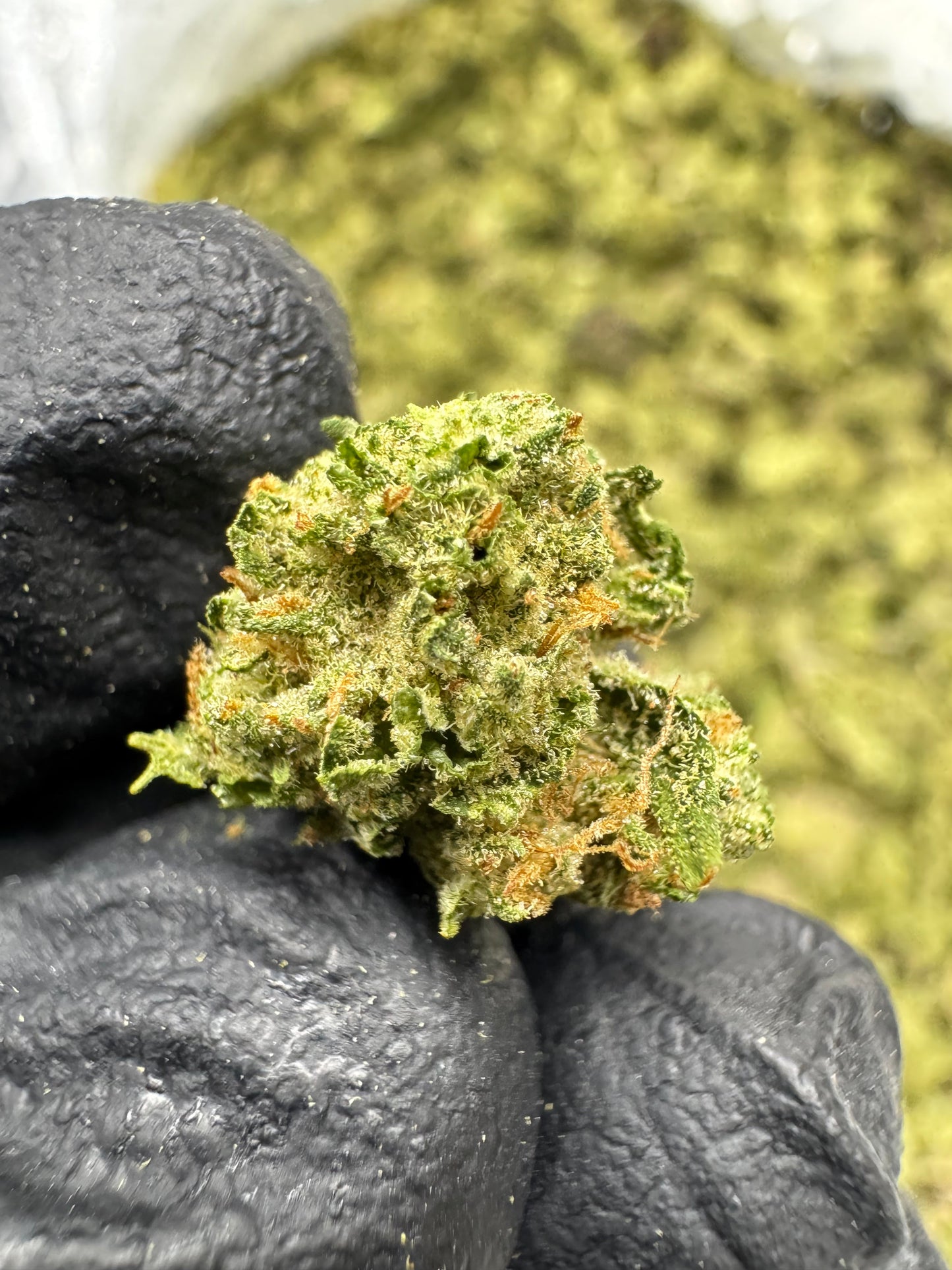 THCA Flower: Blue Dream | Greenhouse Gold Nuggets