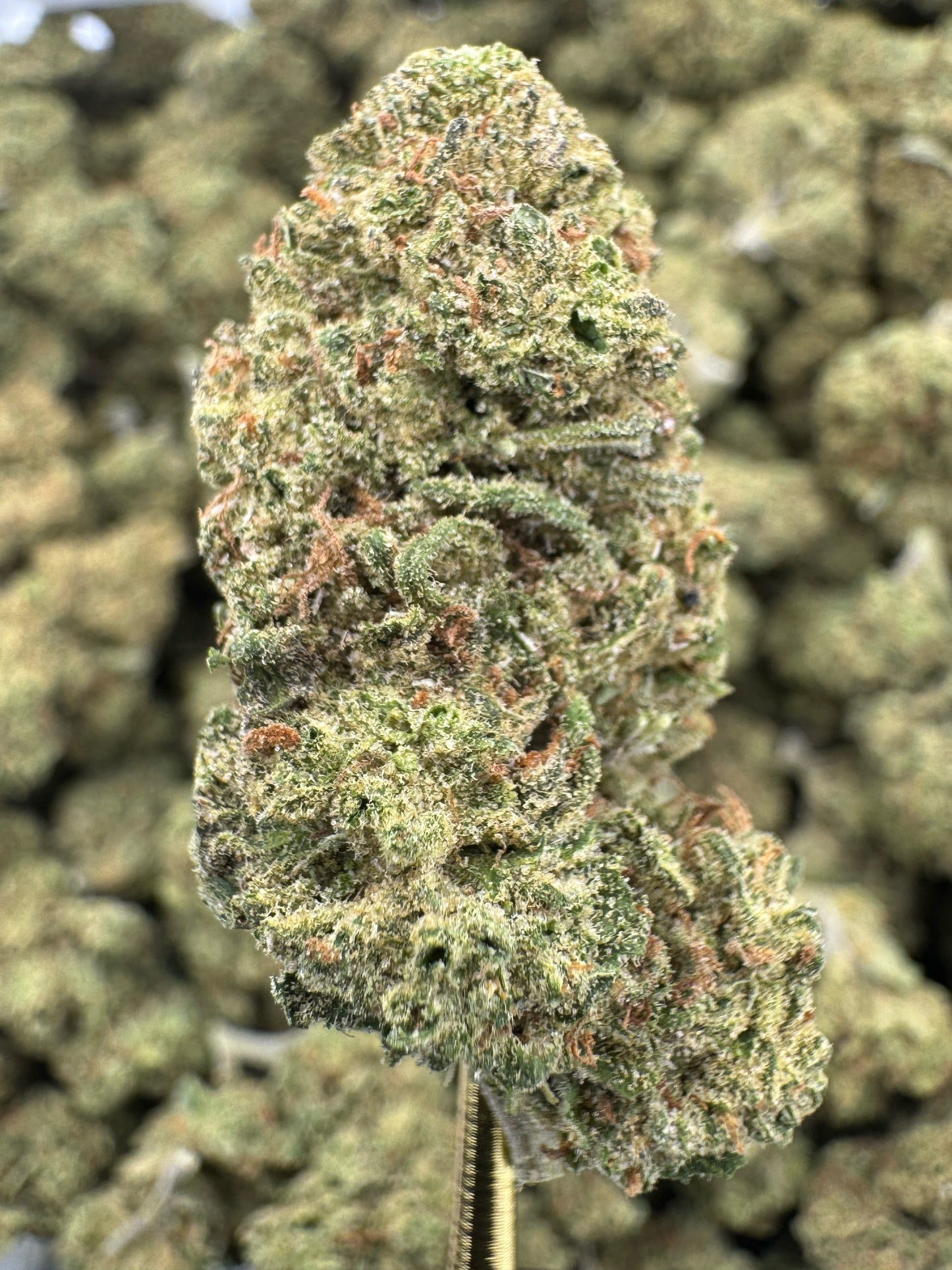 THCA Flower: Blue Dream | Greenhouse Top Cut