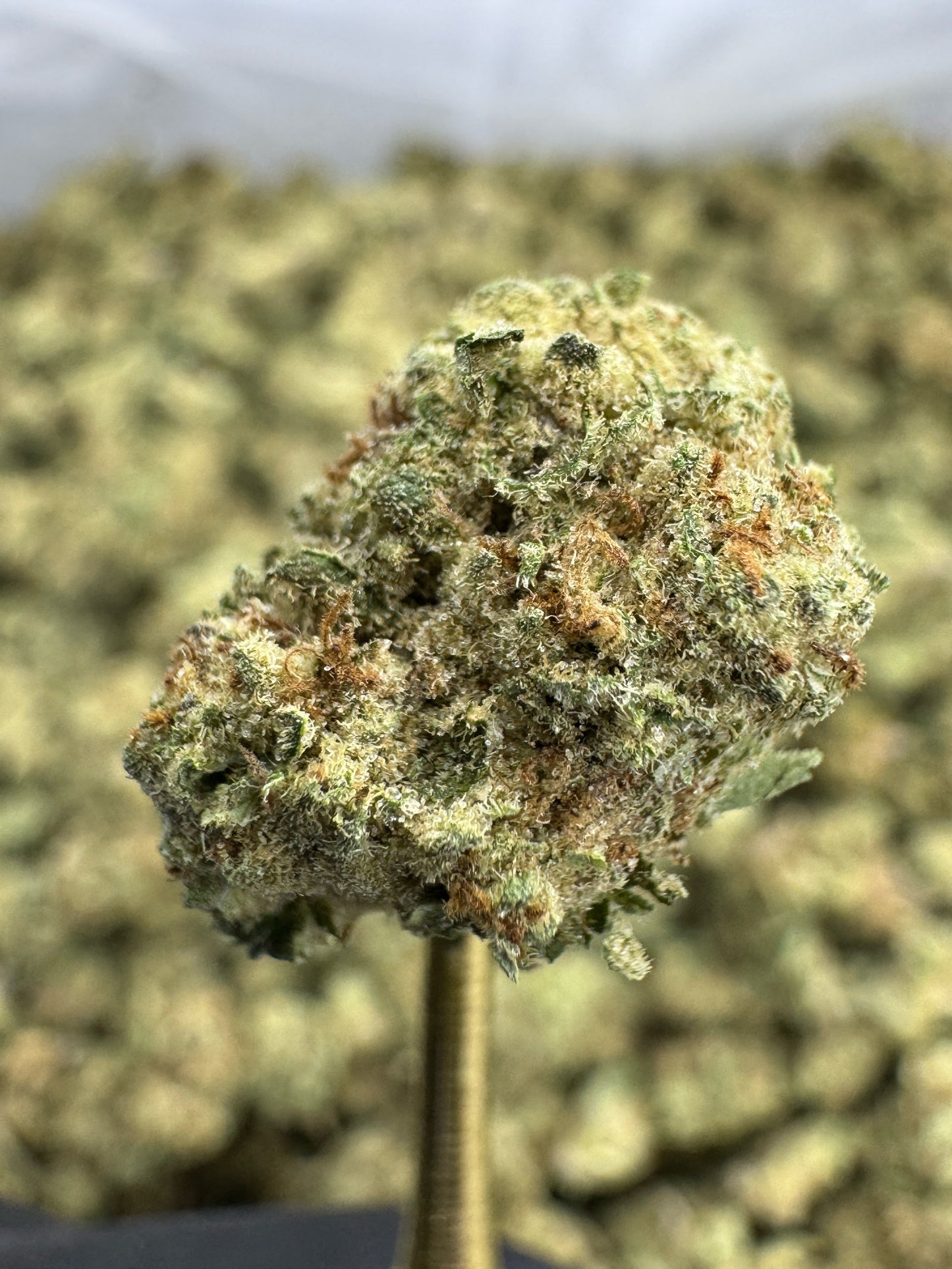 Blueberry Muffin | Indoor Gold Nuggets