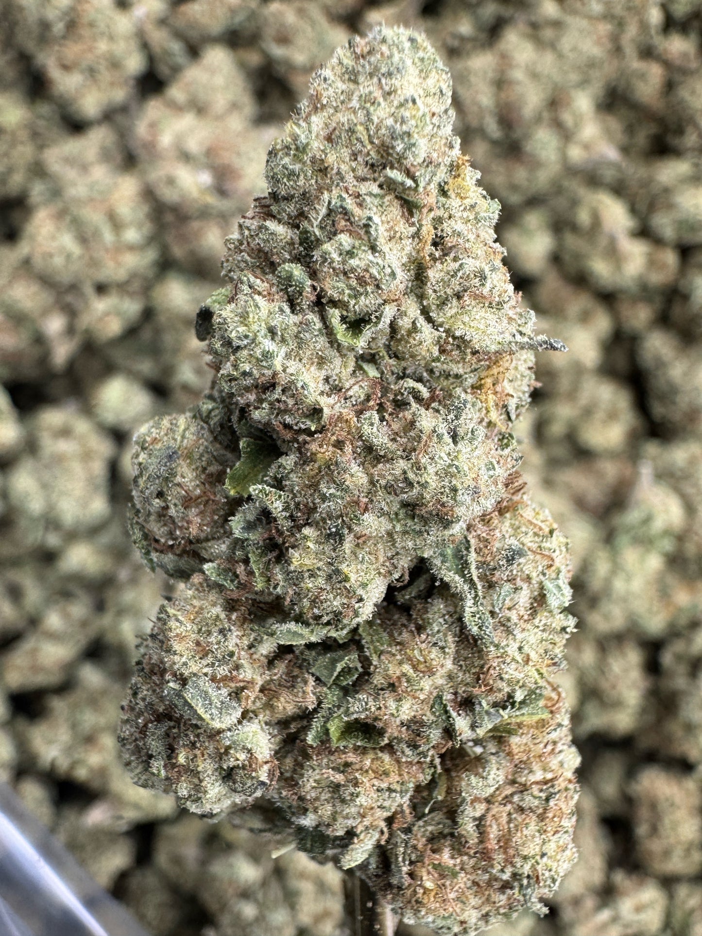 THCA Flower: Blueberry Muffin | Indoor Top Cut