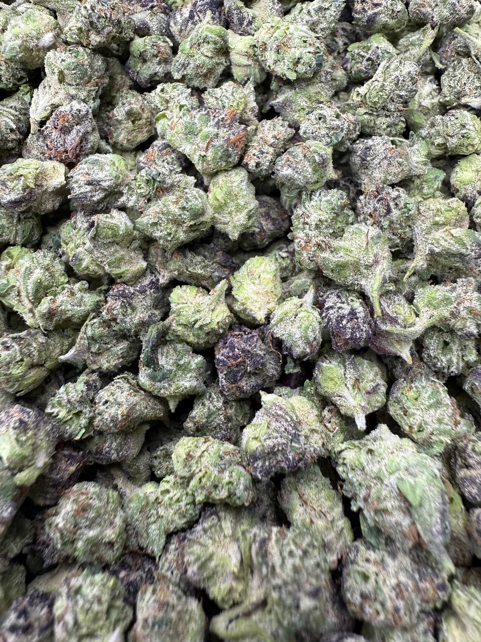 THCA Flower: Candy Gas | Indoor Exotic