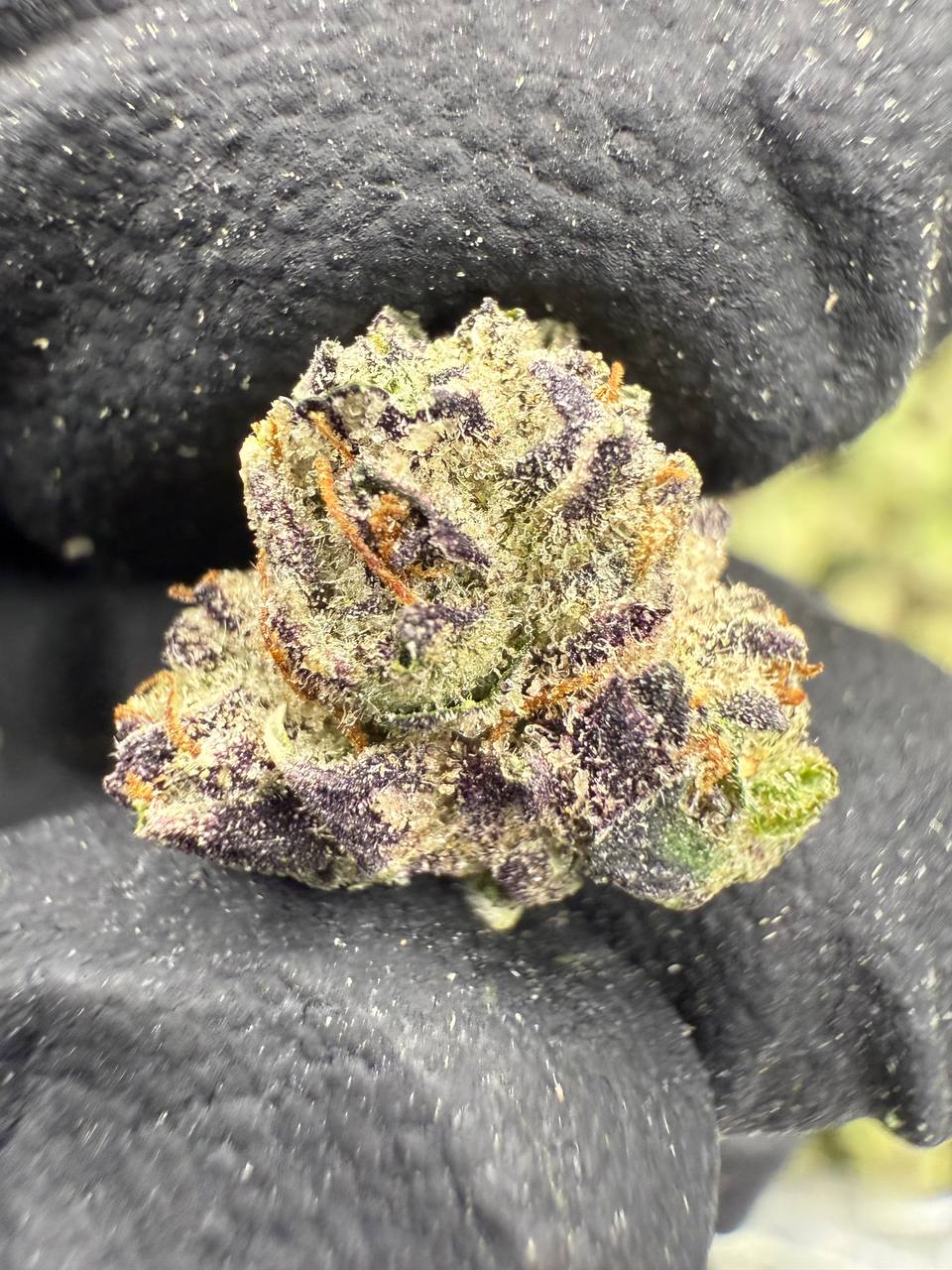 THCA Flower: Candy Gas | Indoor Gold Nuggets Exotic