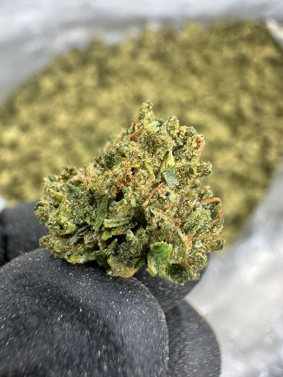 THCA Flower: Candy Runtz | Sungrown Gold Nuggets