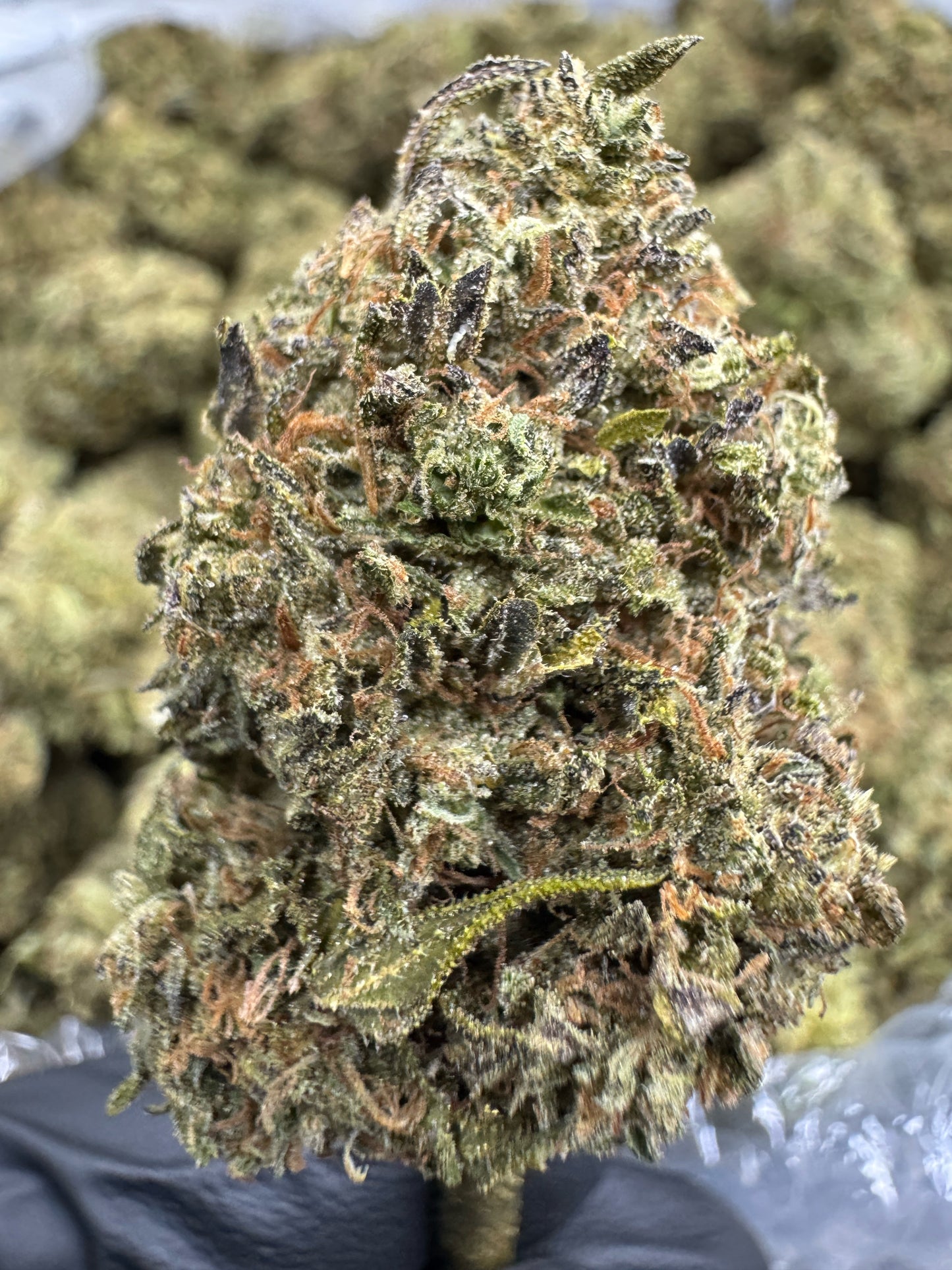 THCA Flower: Cannalope Haze | Sungrown Top Cut