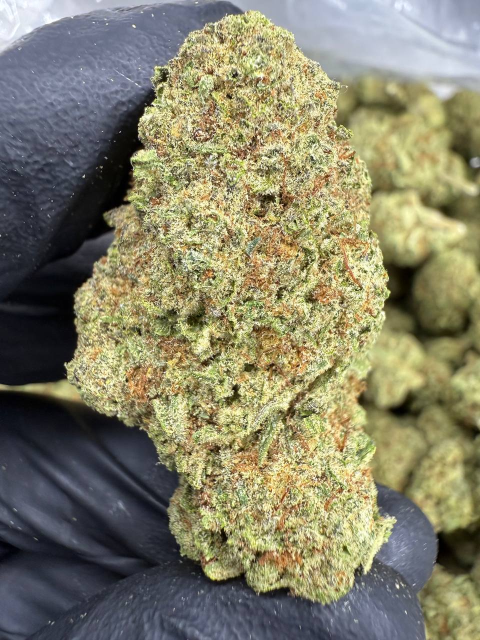THCA Flower: Cinderella 99 | Greenhouse Top Cut