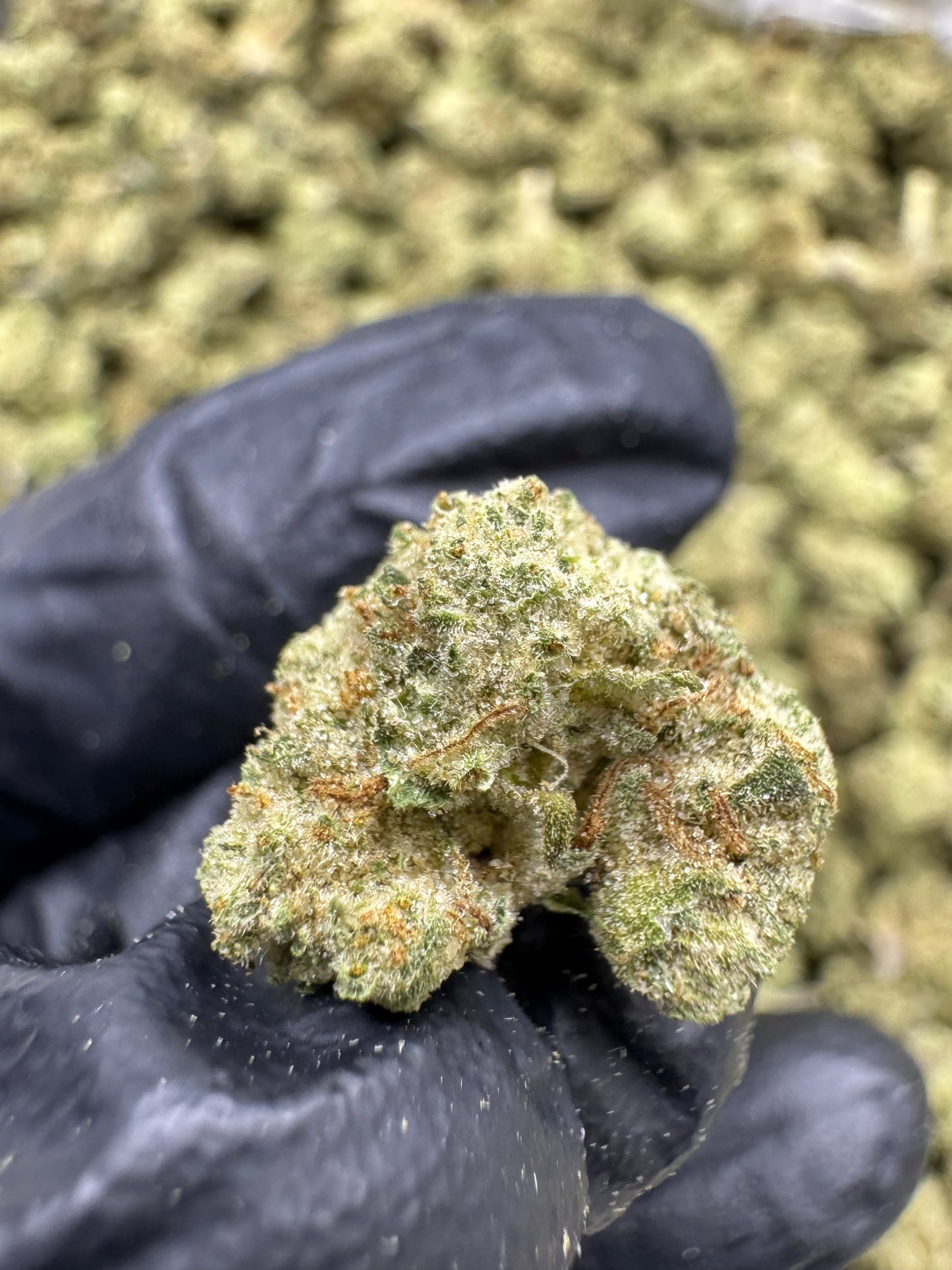 THCA Flower: First Class Funk | Greenhouse Gold Nuggets