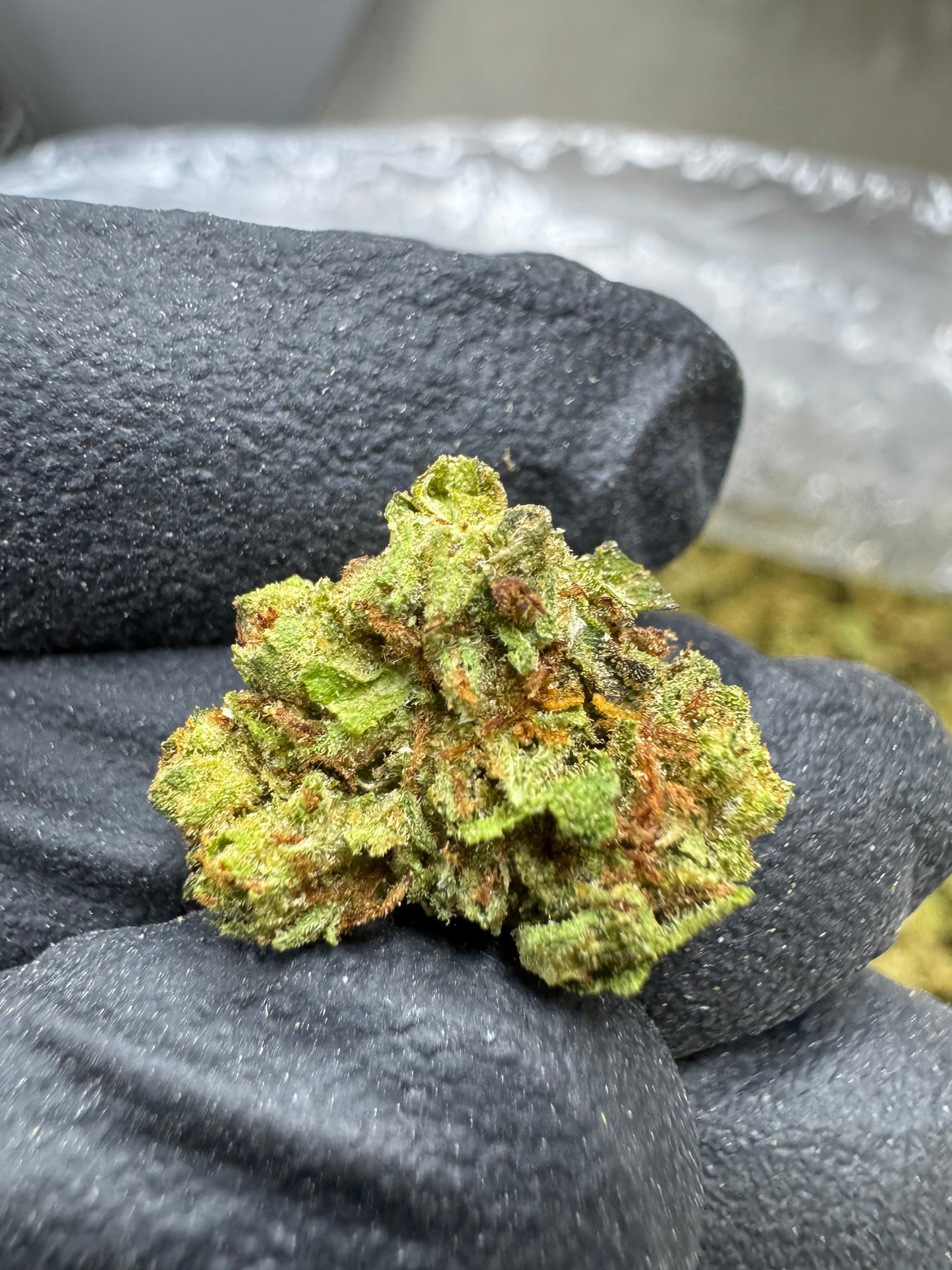 THCA Flower: Frozen Lemons | Greenhouse Gold Nuggets