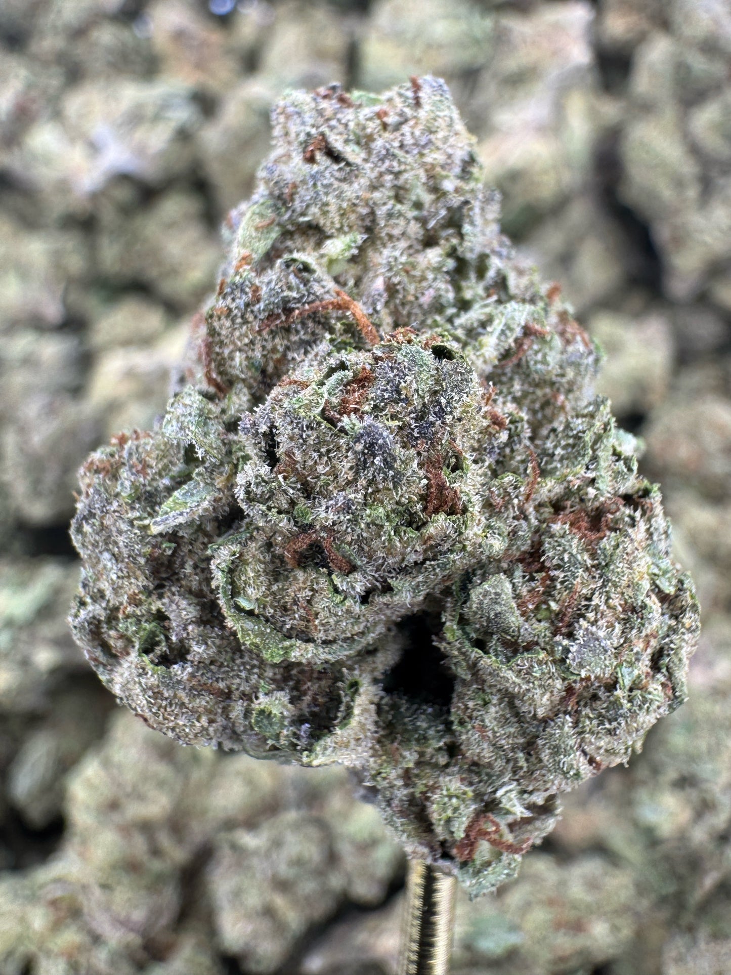 THCA Flower: Gas Face | Sungrown Top Cut