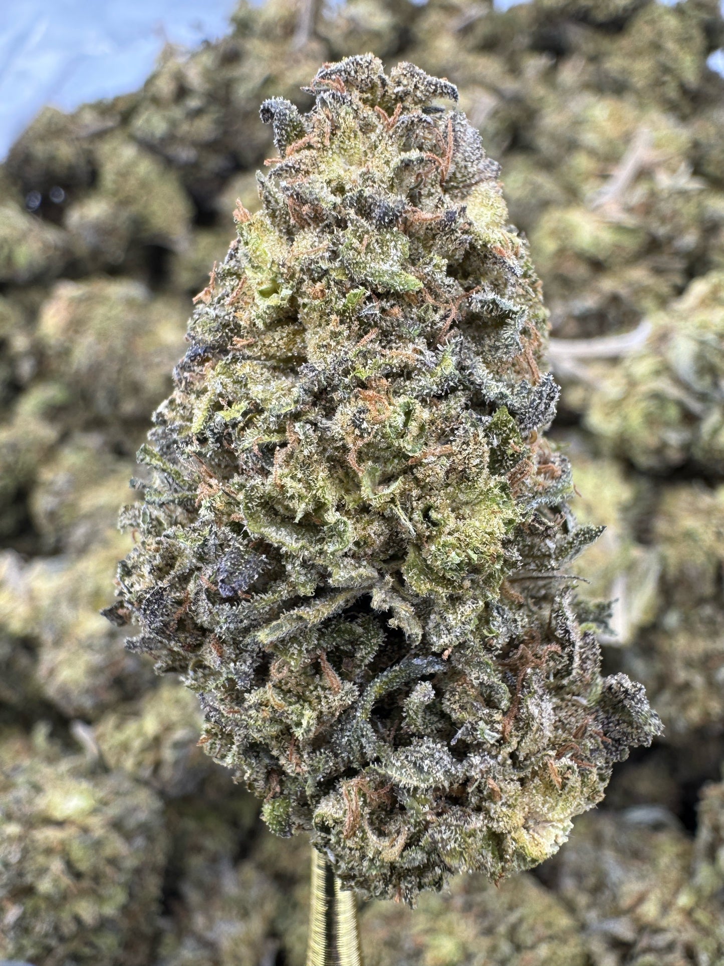 THCA Flower: Georgia Pie | Sungrown Top Cut