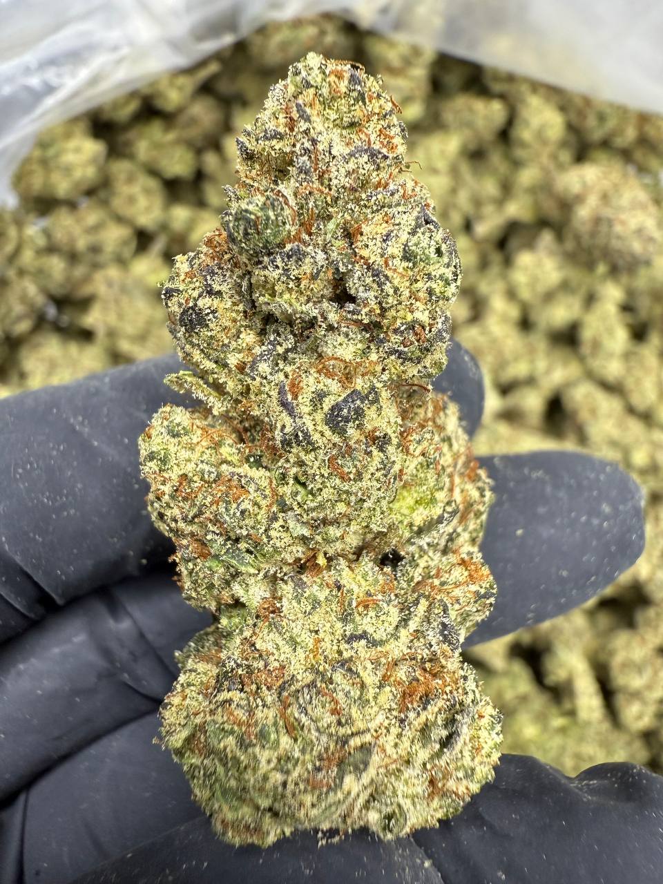 THCA Flower: Glitterbomb | Greenhouse Top Cut