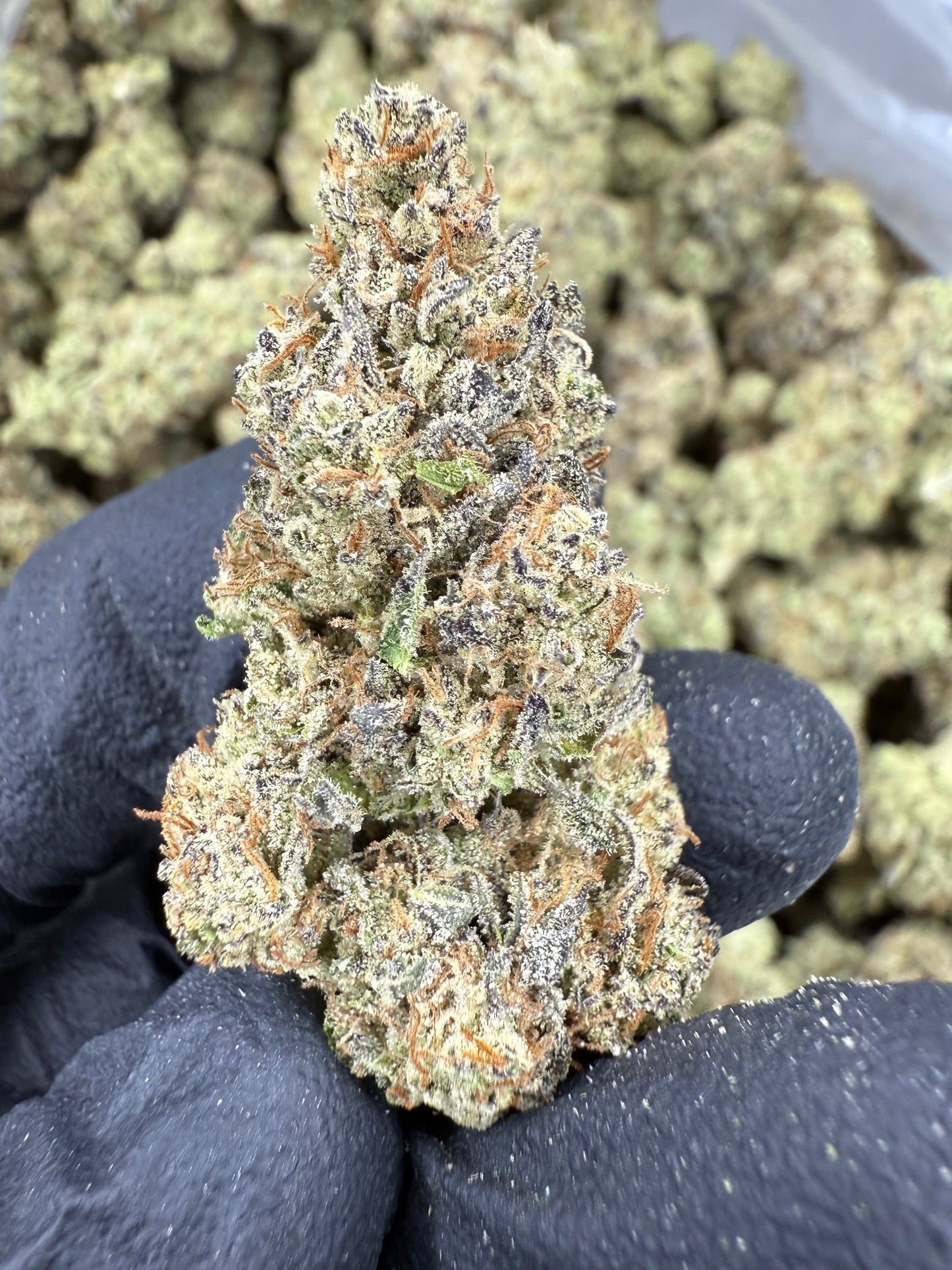THCA Flower: GovernMint Oasis | Indoor Top Cut