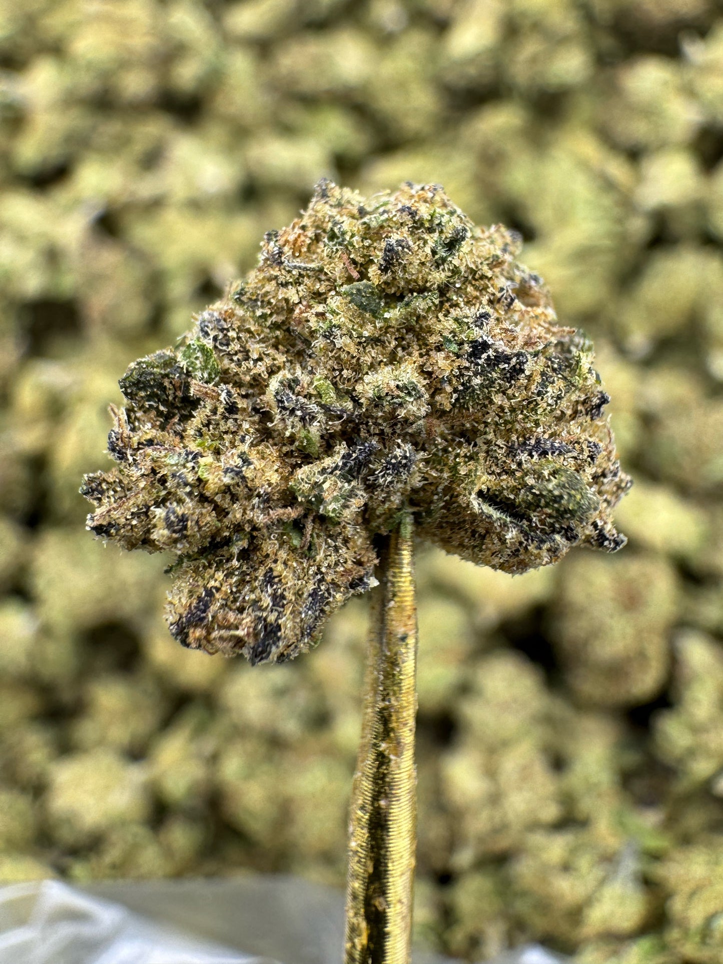 THCA Flower: Grand Daddy Purple | Greenhouse Gold Nuggets