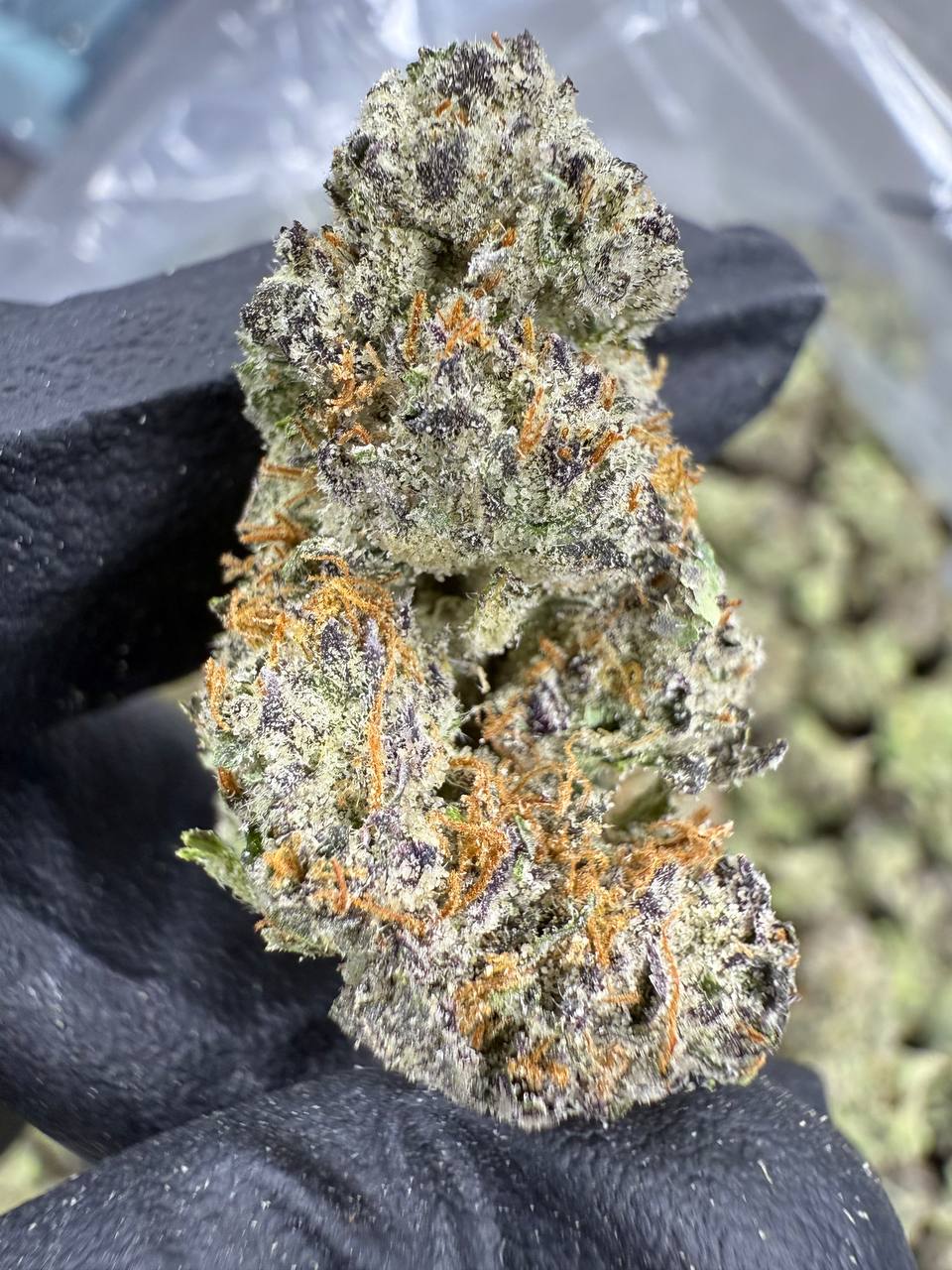 THCA Flower: Gumbo | Indoor Top Cut Exotic