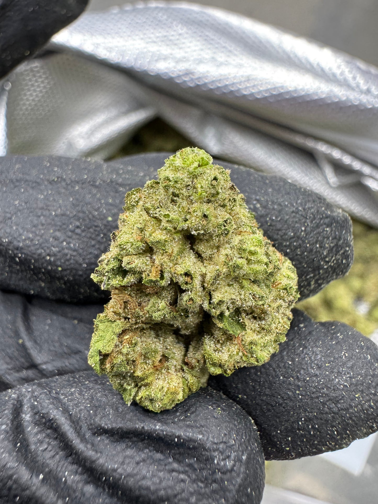 THCA Flower: Hash Burger | Gold Nuggets