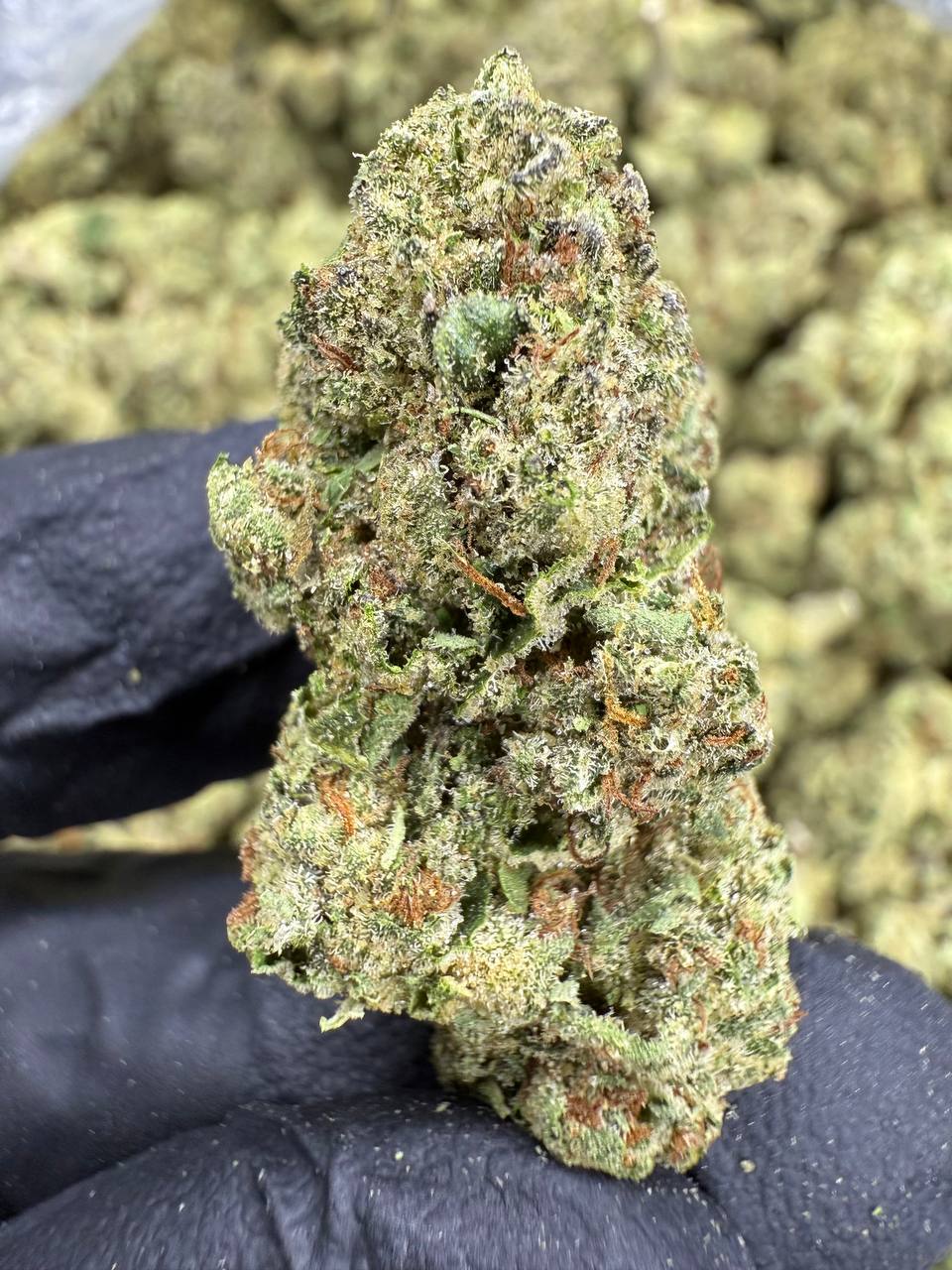 THCA Flower: Headband | Sungrown Top Cut