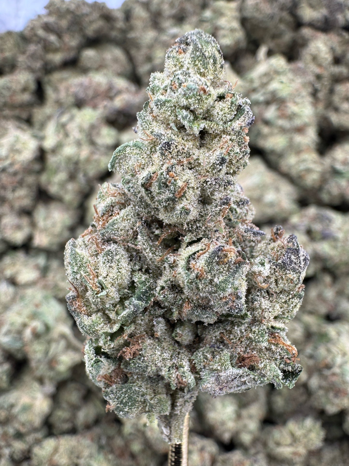 THCA Flower: Hella Jelly | Greenhouse Top Cut