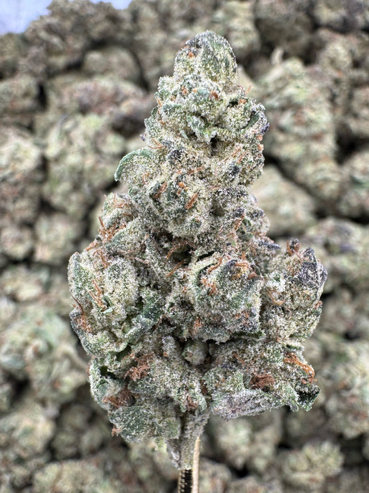 THCA Flower: Hella Jelly | Greenhouse Top Cut