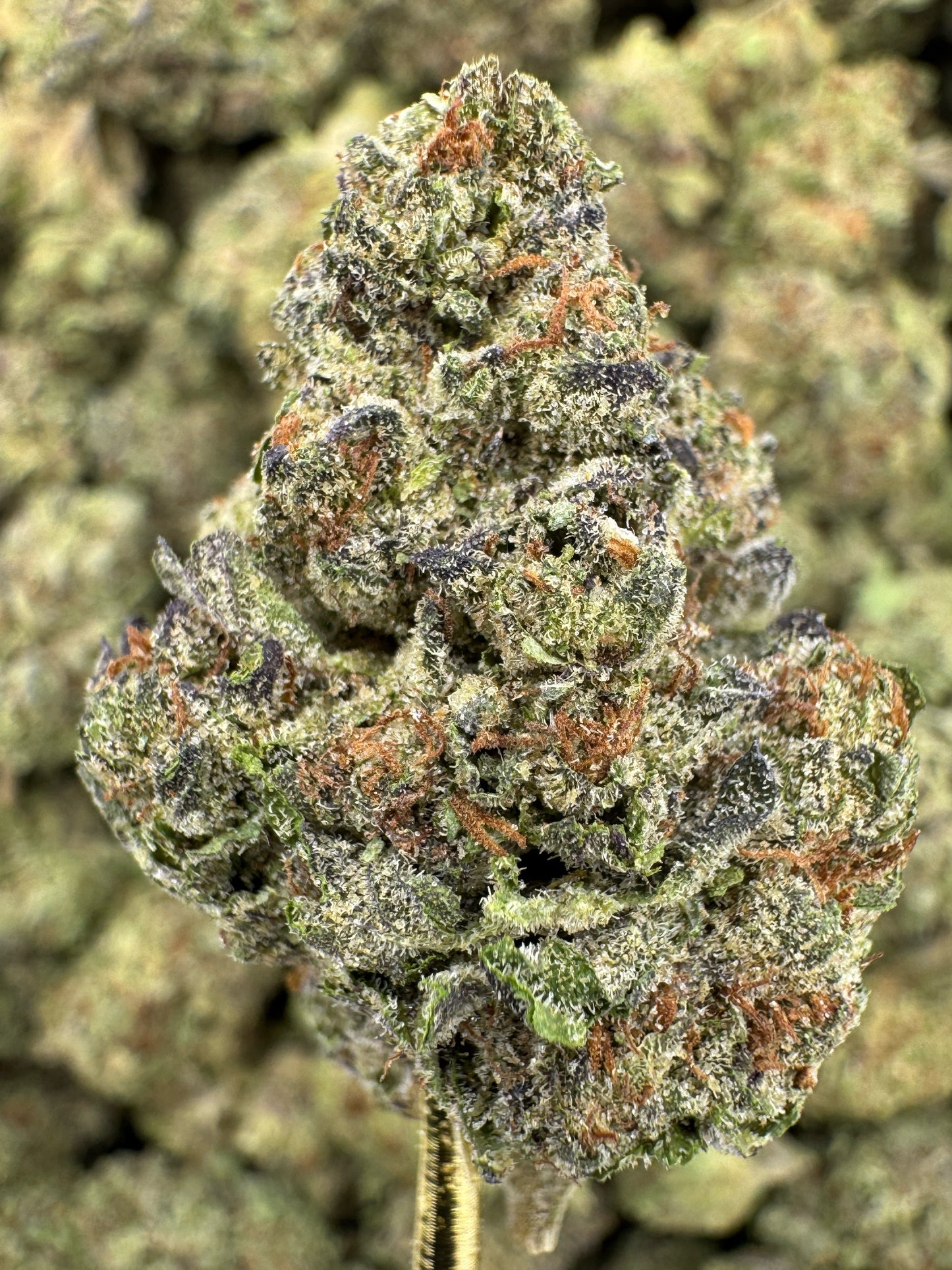 THCA Flower: Insane Pound Cake | Greenhouse Top Cut
