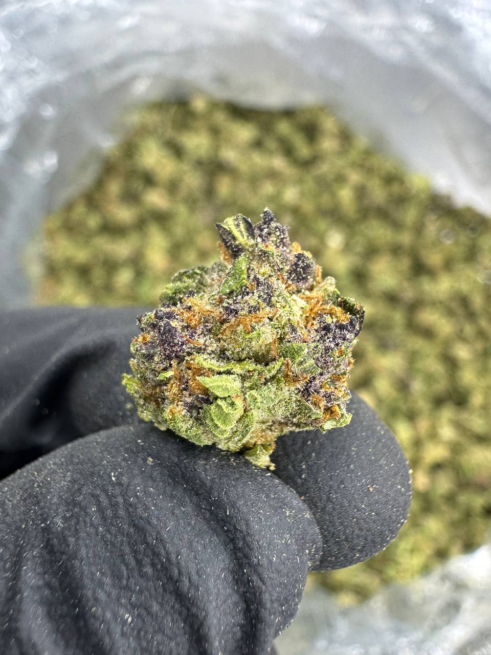 THCA Flower: Jager | Sungrown Gold Nuggets