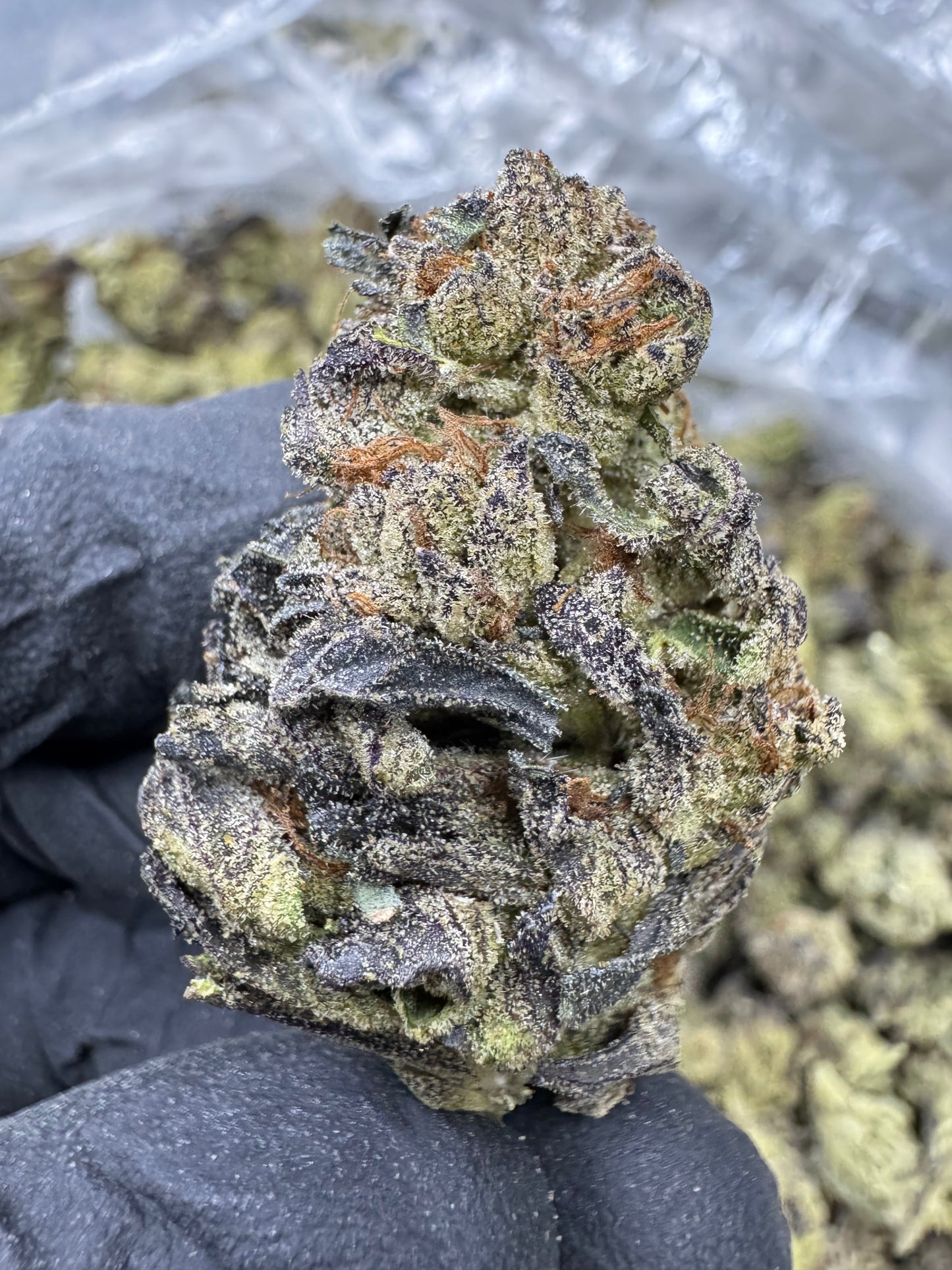 THCA Flower: Lemon Pastries | Greenhouse Top Cut