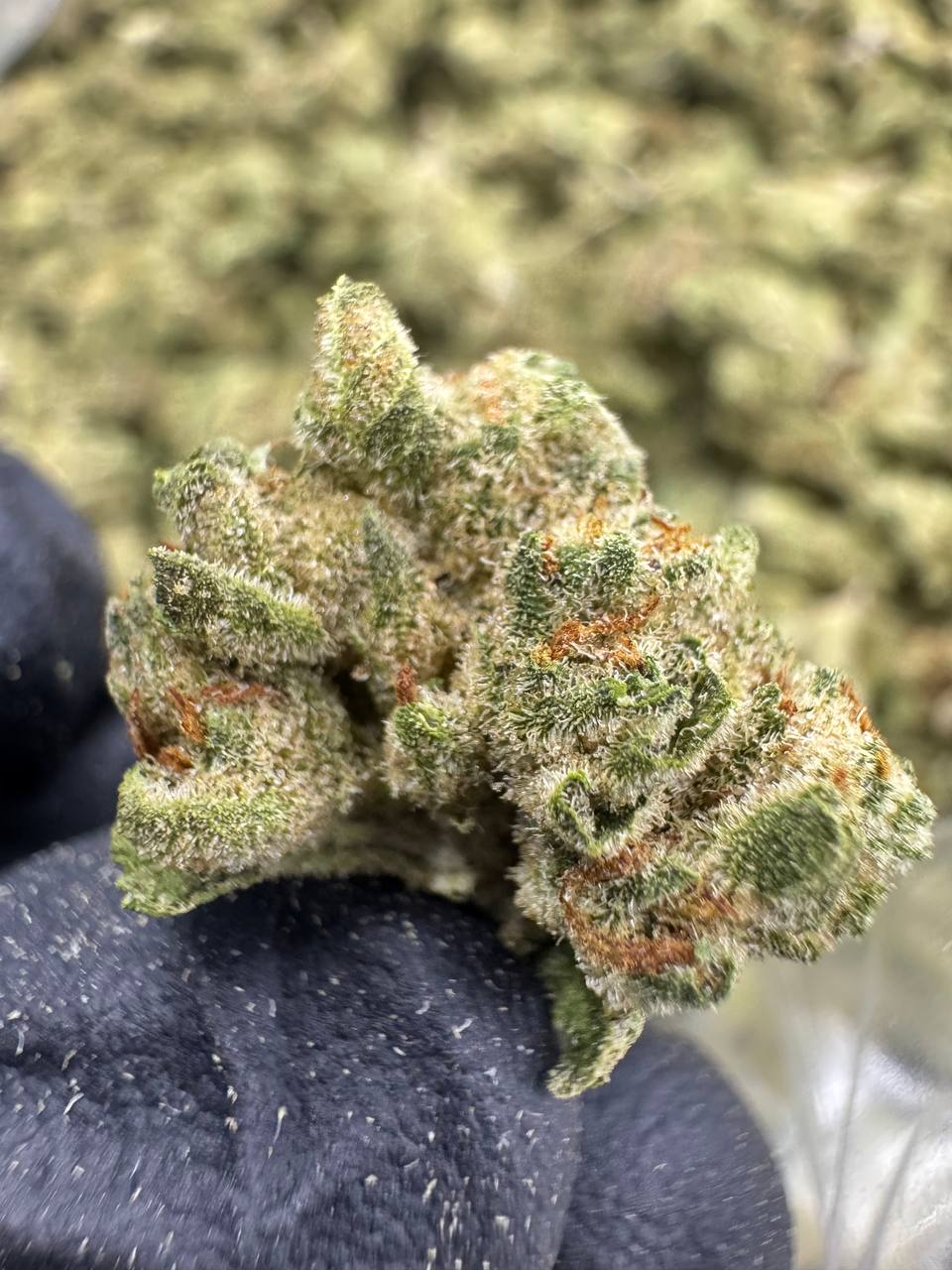 THCA Flower: London Pound Cake | Greenhouse Gold Nuggets