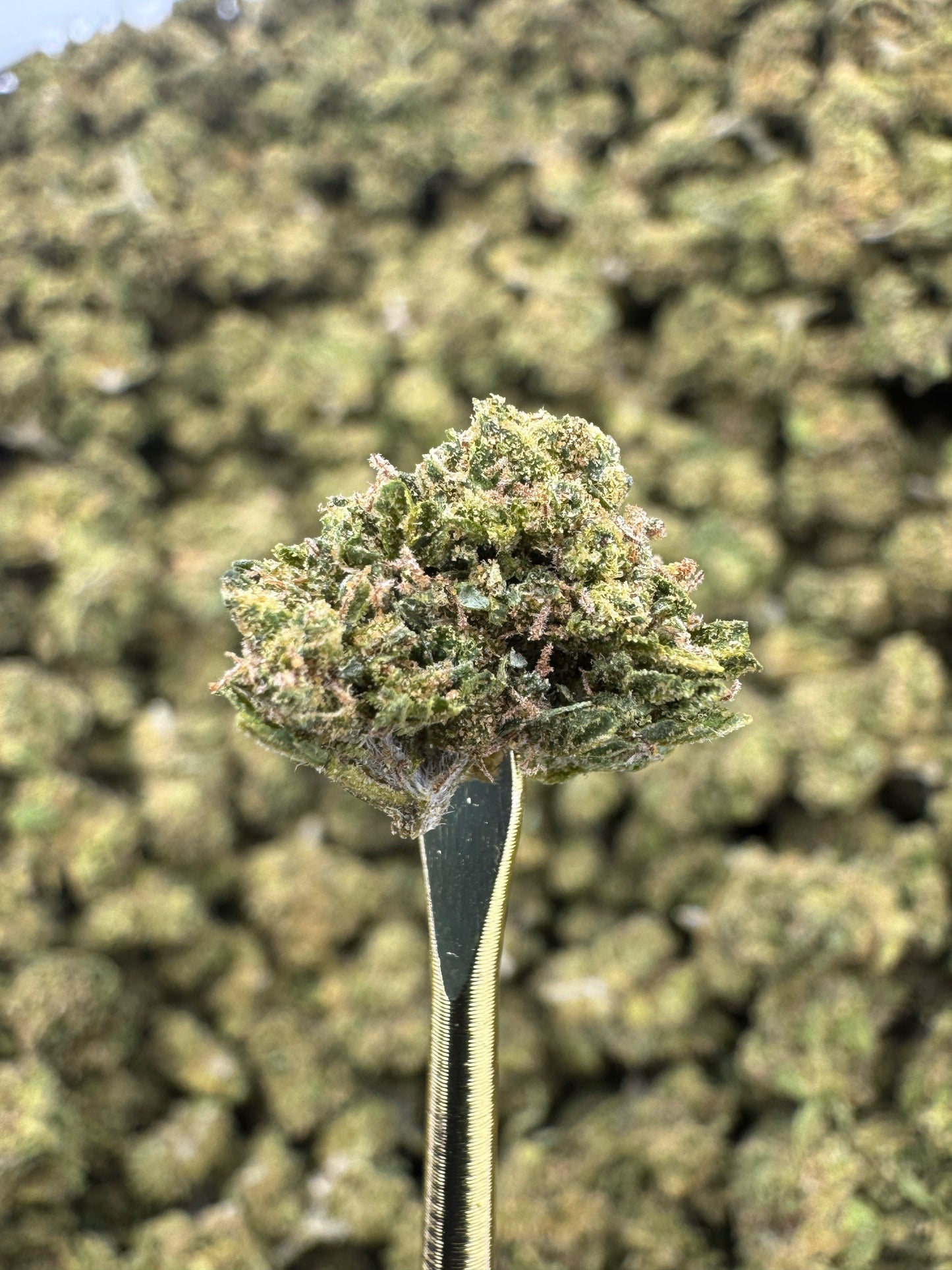 THCA Flower: Mochi | Sungrown Gold Nuggets