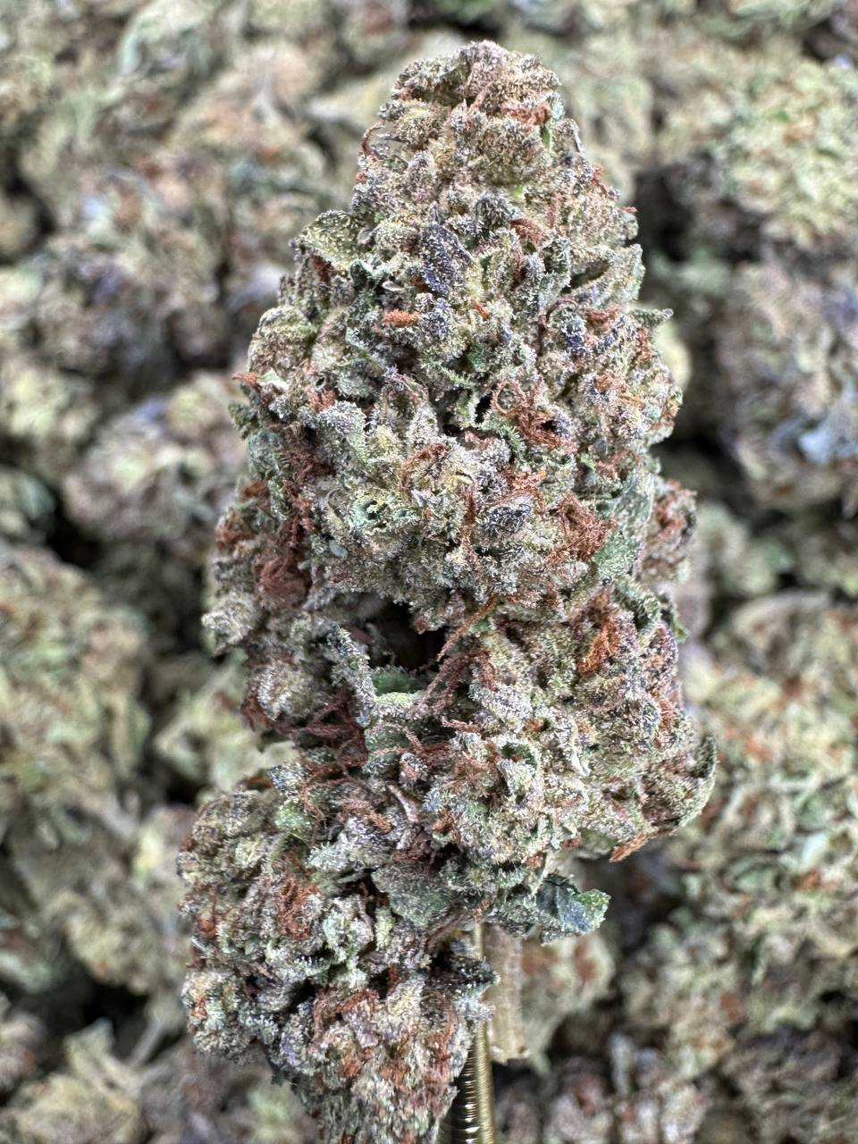 THCA Flower: Motor Breath | Sungrown Top Cut