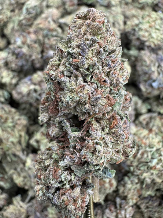 THCA Flower: Motor Breath | Sungrown Top Cut