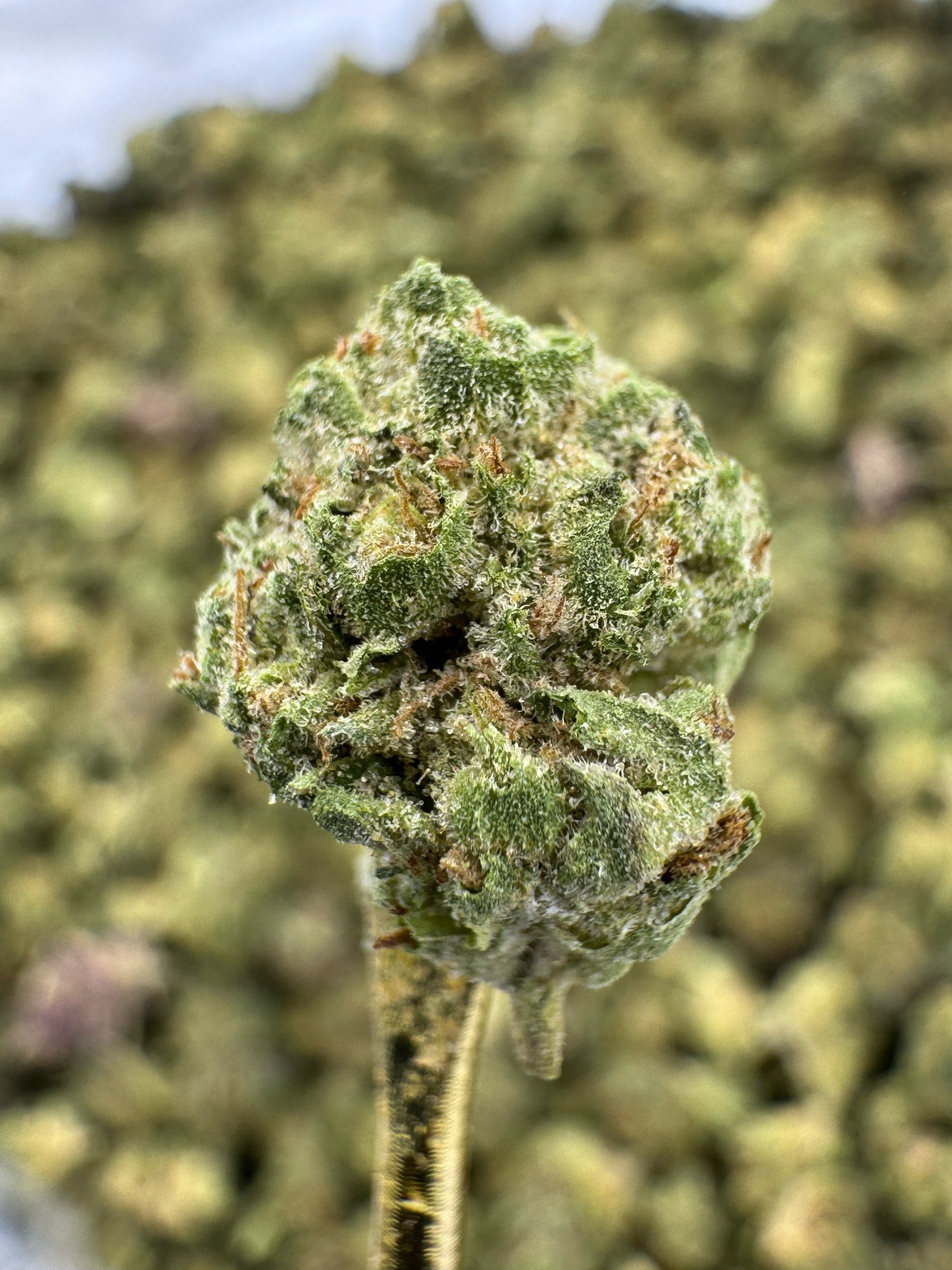 THCA Flower: Mule Fuel | Greenhouse Gold Nuggets