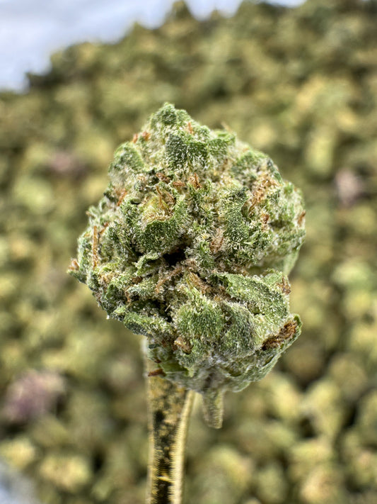 THCA Flower: Mule Fuel | Greenhouse Gold Nuggets