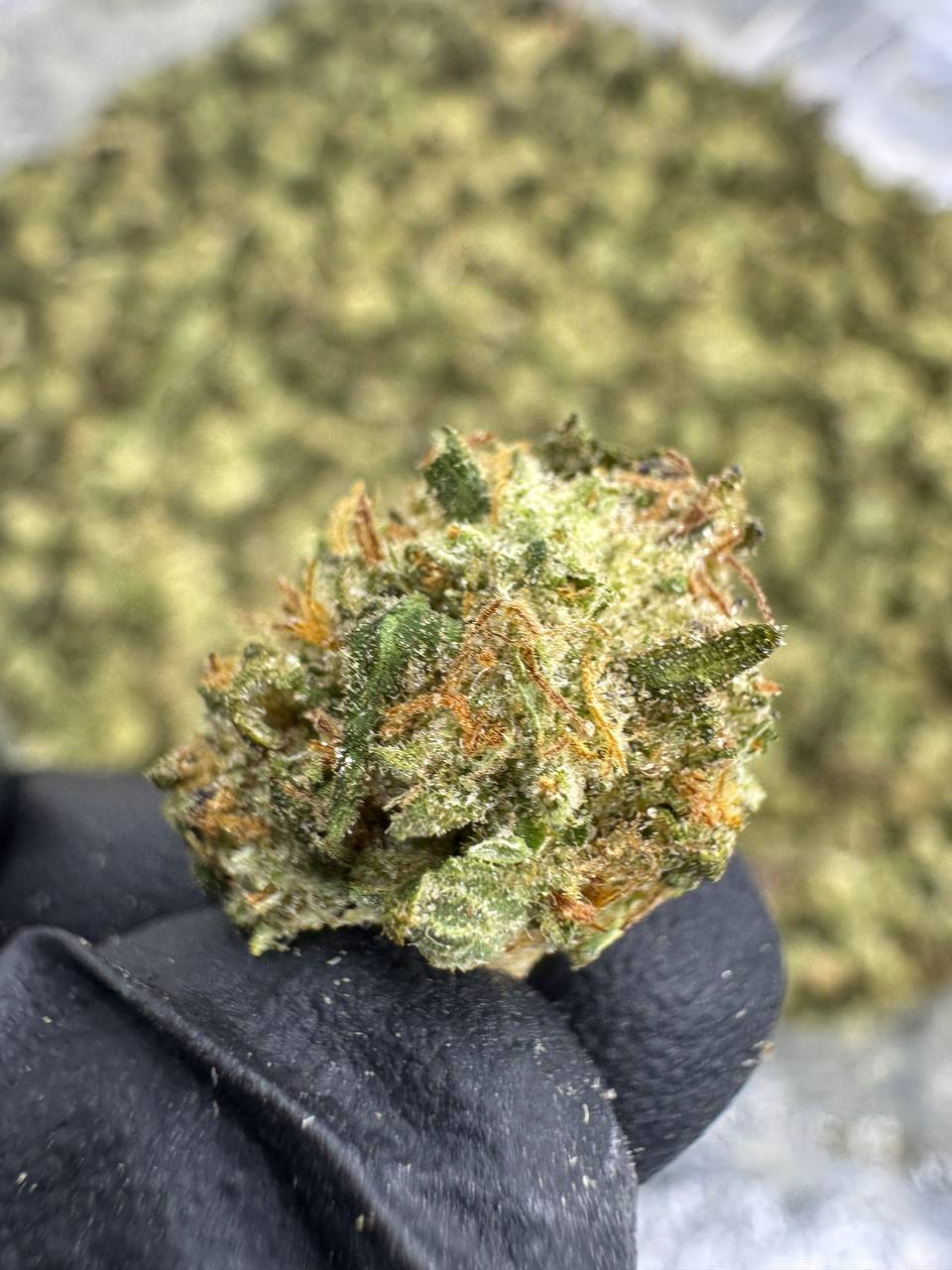 THCA Flower: Permanent Marker | Greenhouse Gold Nuggets