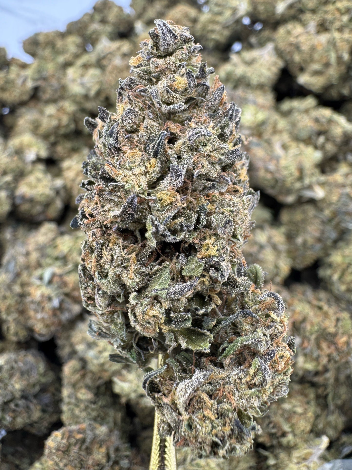 THCA Flower: Platinum Cookies | Sungrown Top Cut