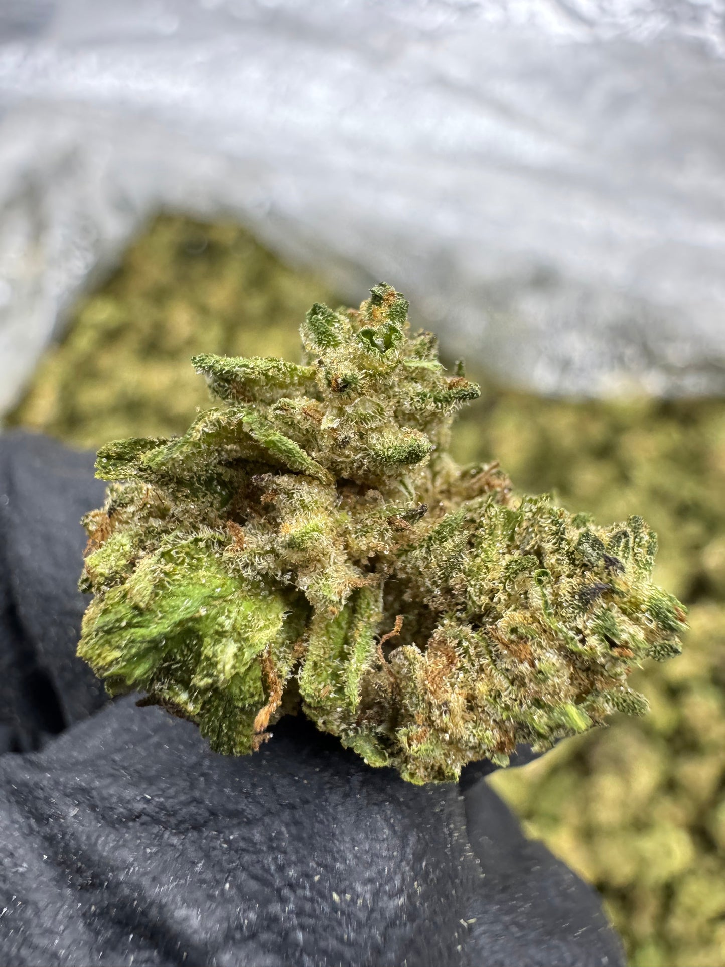 THCA Flower: Pure Michigan | Greenhouse Gold Nuggets