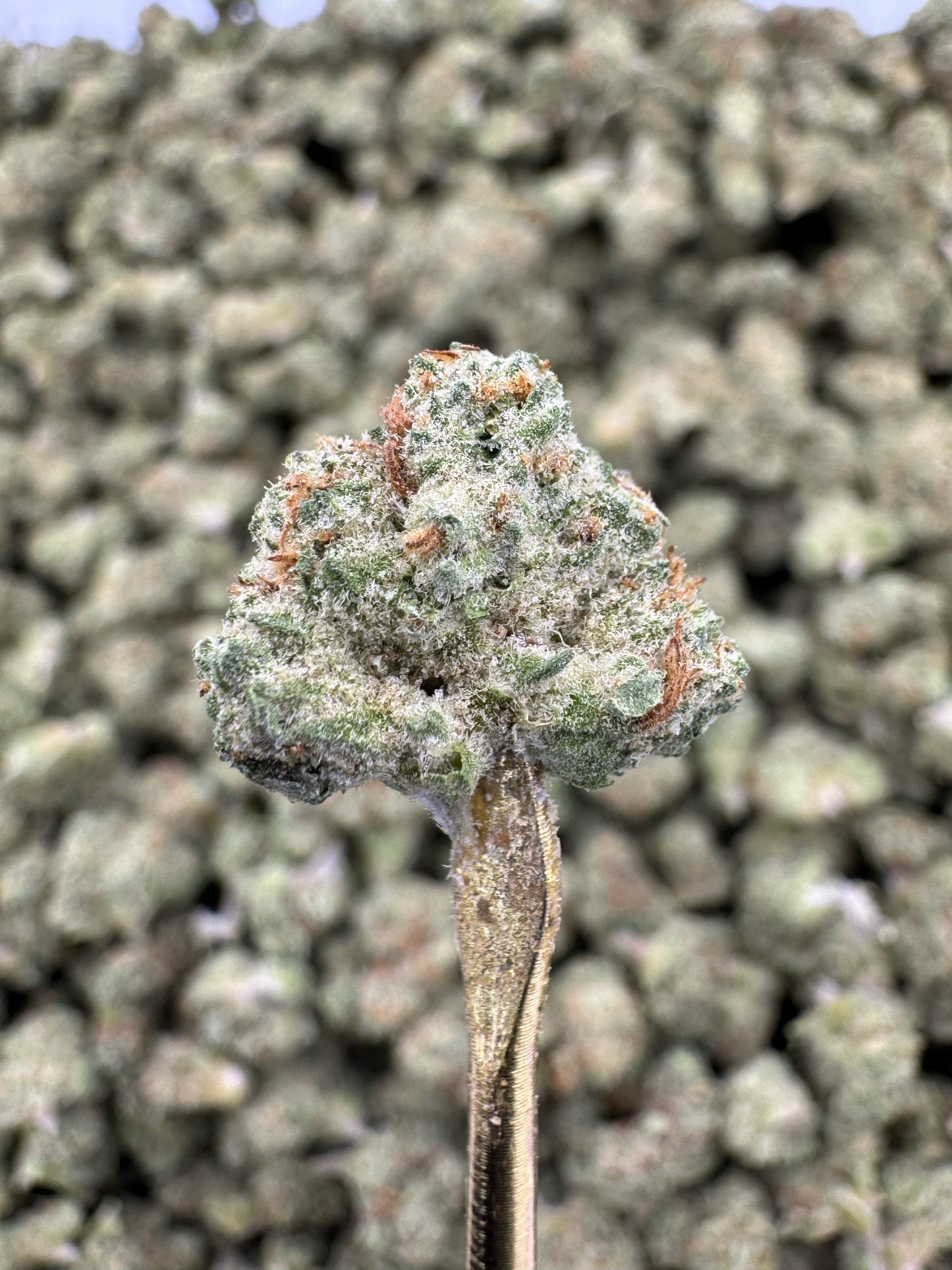 THCA Flower: Purple Punch | Greenhouse Gold Nuggets