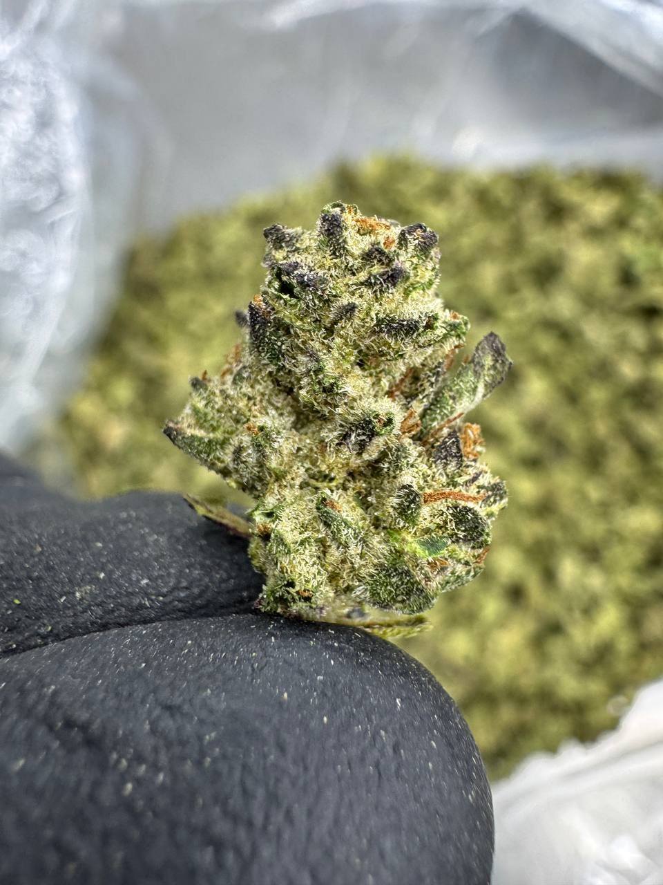 THCA Flower: Rainbow Runtz | Greenhouse Gold Nuggets