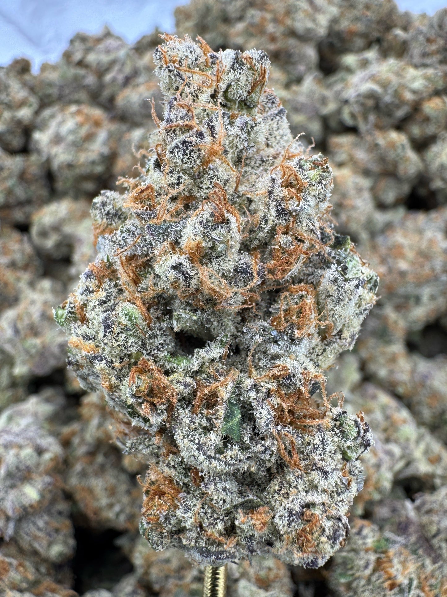 THCA Flower: Sheesh | Indoor Top Cut Exotic