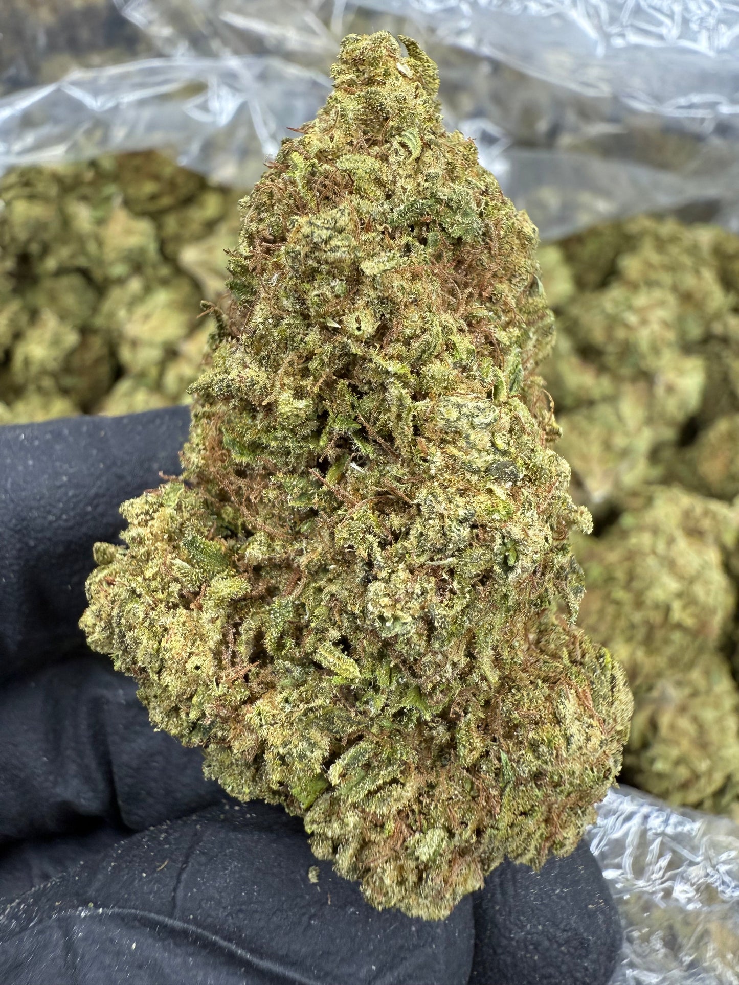 THCA Flower: Silver Haze Kush | Sungrown Top Cut