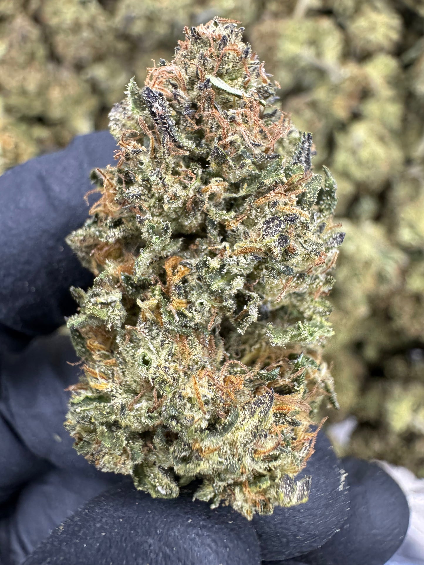 THCA Flower: Slurricane X Grease Monkey | Sungrown Top Cut
