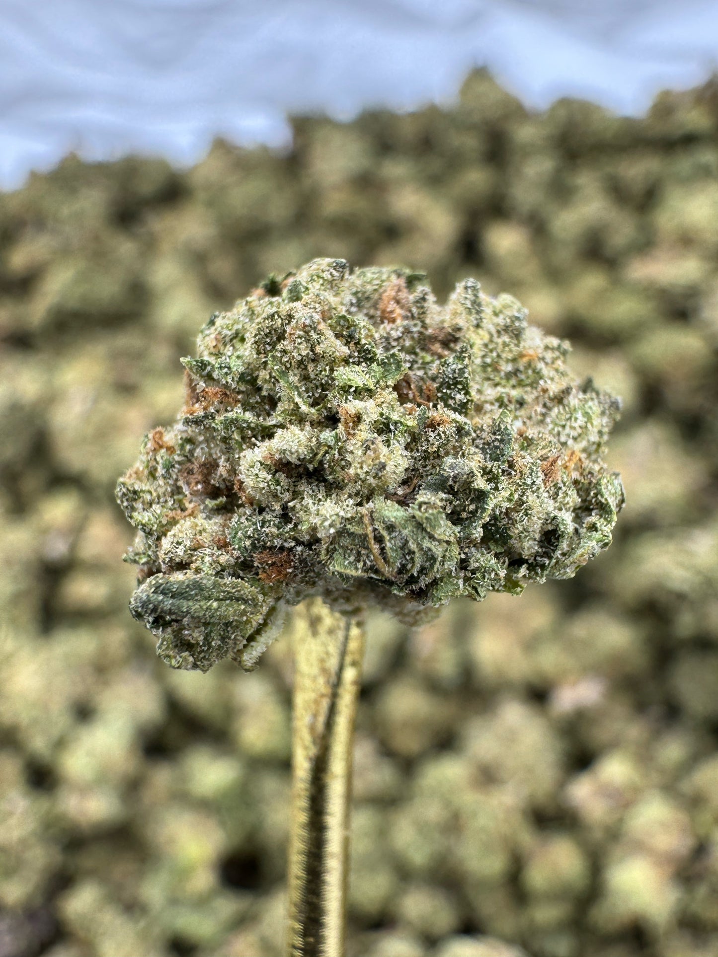 THCA Flower: Spritzer | Greenhouse Gold Nuggets