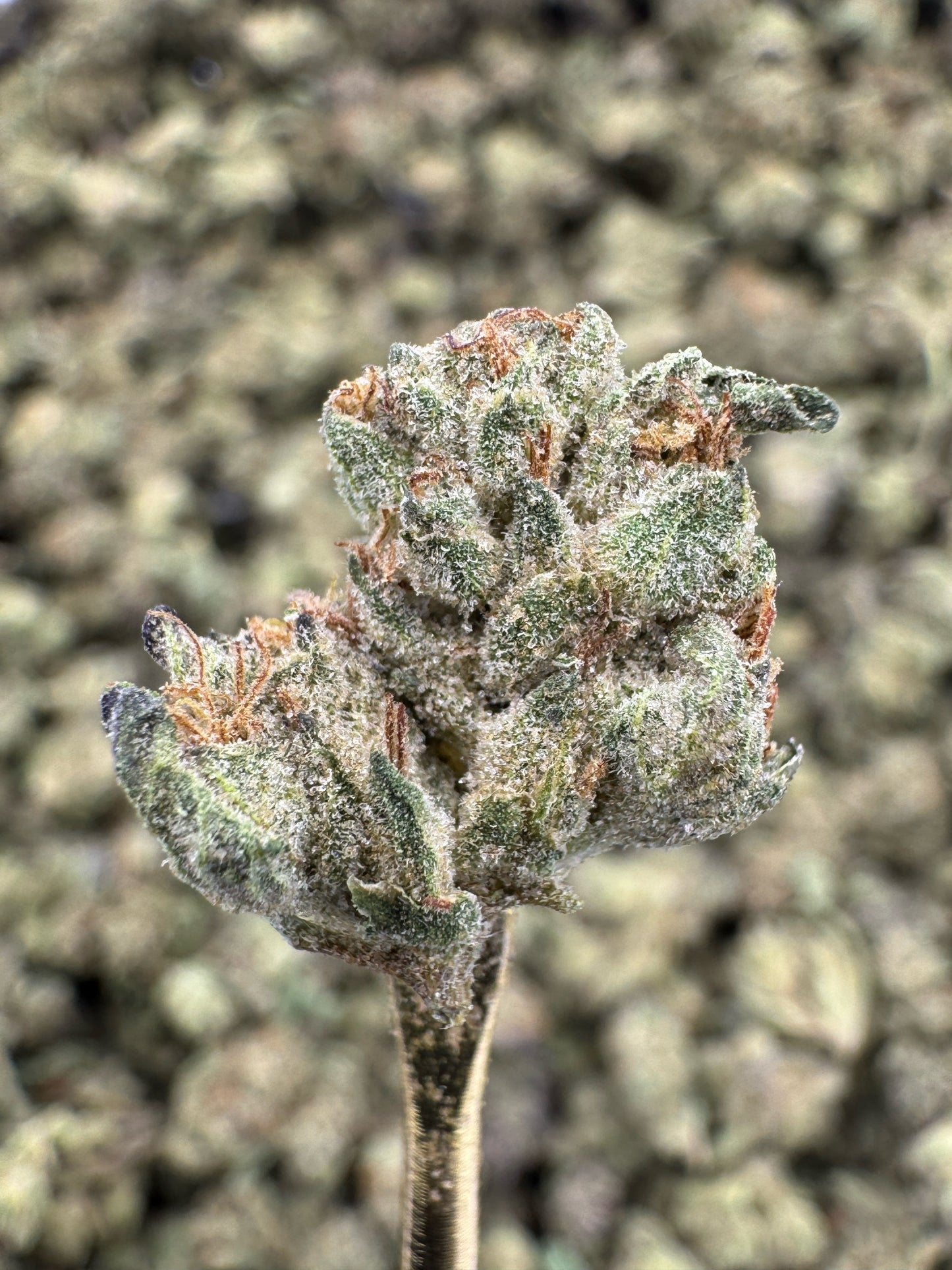 THCA Flower: Wedding Cake Greenhouse Gold Nuggets