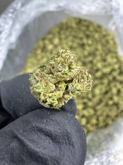 THCA Flower: White Gelato | Greenhouse Gold Nuggets