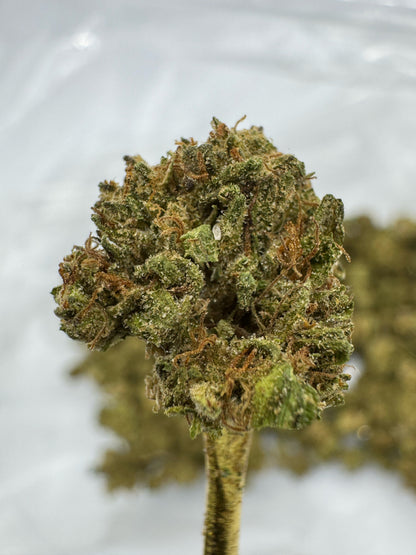 THCA Flower: White Truffle | Sungrown Gold Nuggets